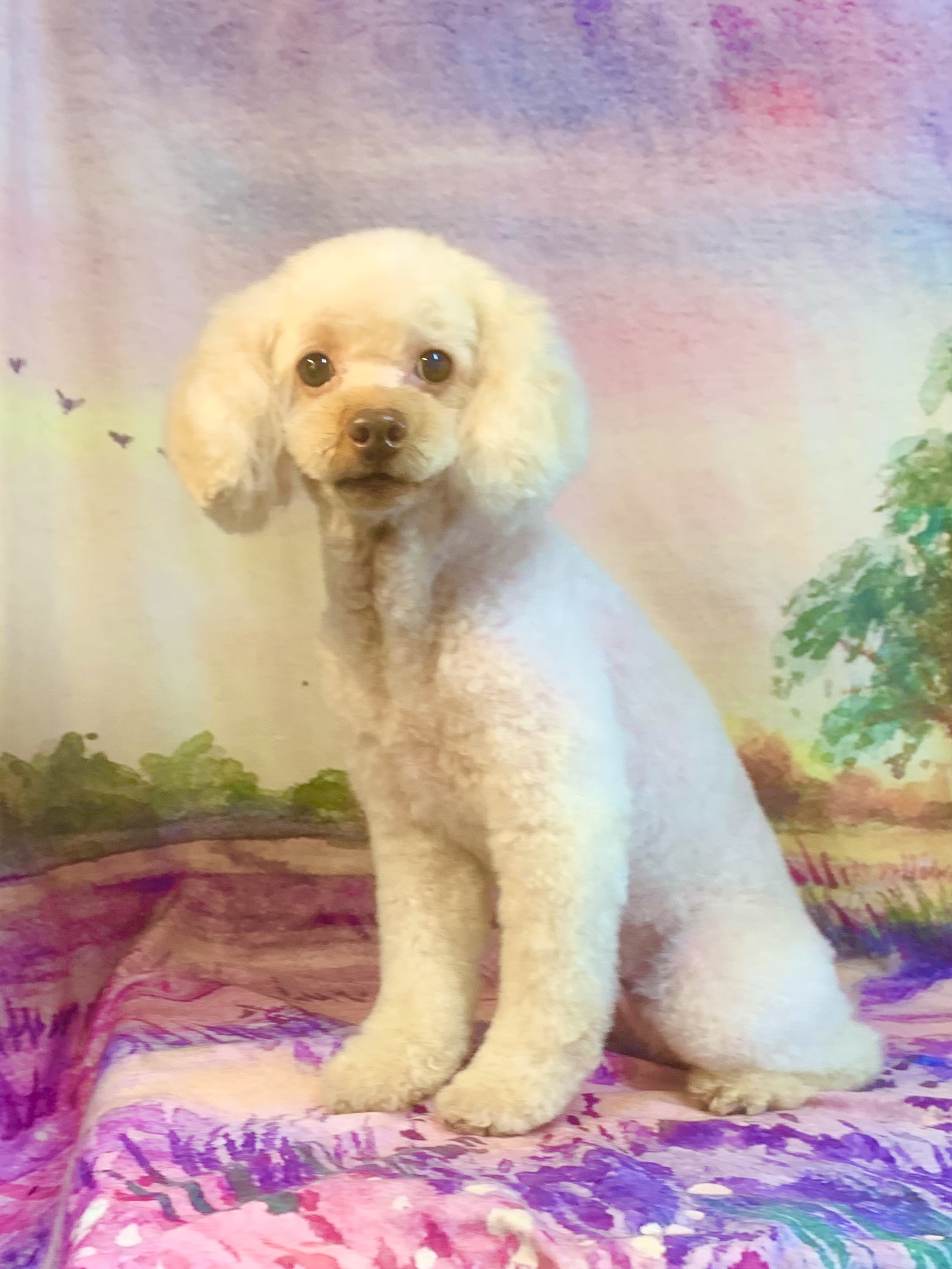 柏市でトリミングです。ハリーくん　(トイプードル男の子　シャンプー＆カットコースです。)