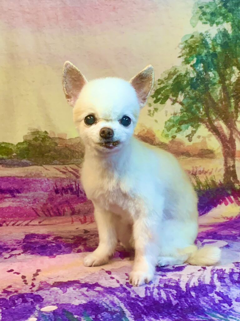 つくばみらい市でトリミングです。点ちゃん　(チワワ女の子　シャンプー＆カットコースです。)