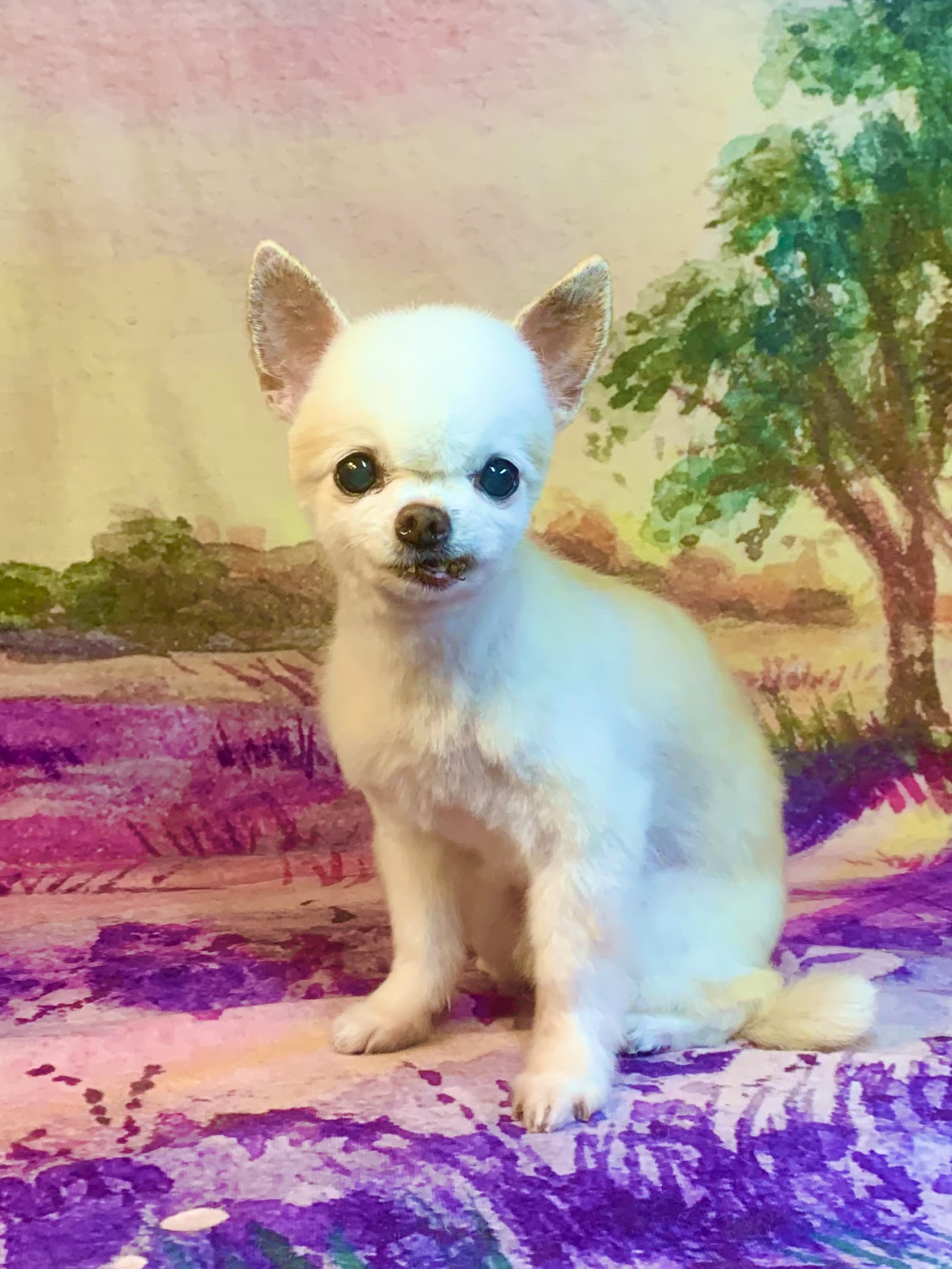 つくばみらい市でトリミングです。点ちゃん　(チワワ女の子　シャンプー＆カットコースです。)