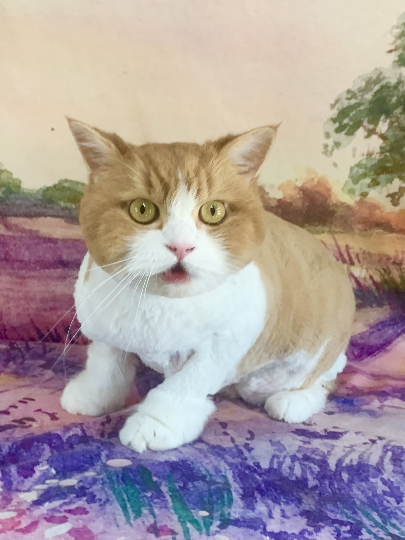 つくば市でトリミングです。ピプくん　(スコティッシュフォールド男の子　グルーミング＆カットコースです。)