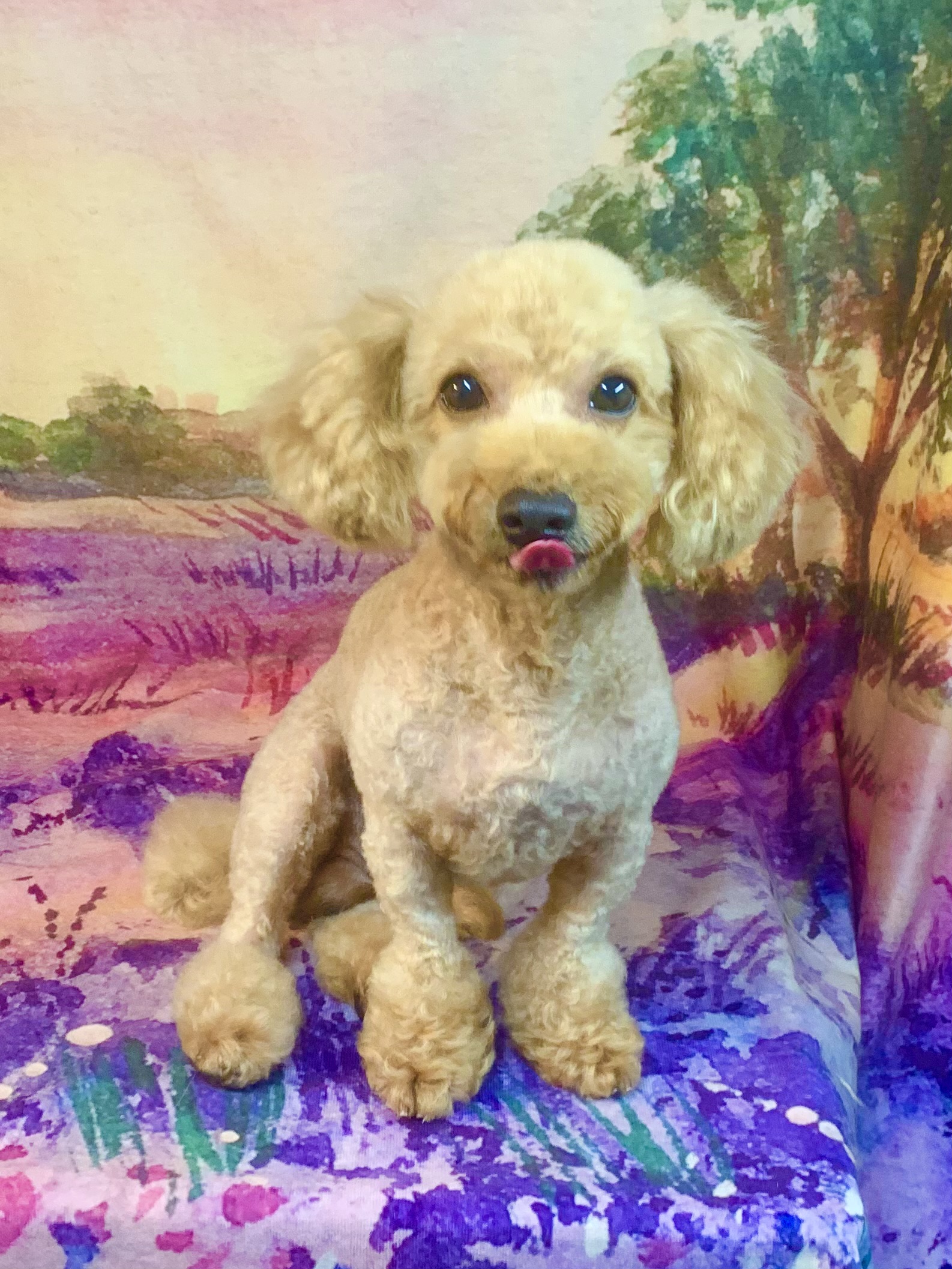 つくばみらい市でトリミングです。レオくん　(トイプードル男の子　シャンプー＆カットコースです。)