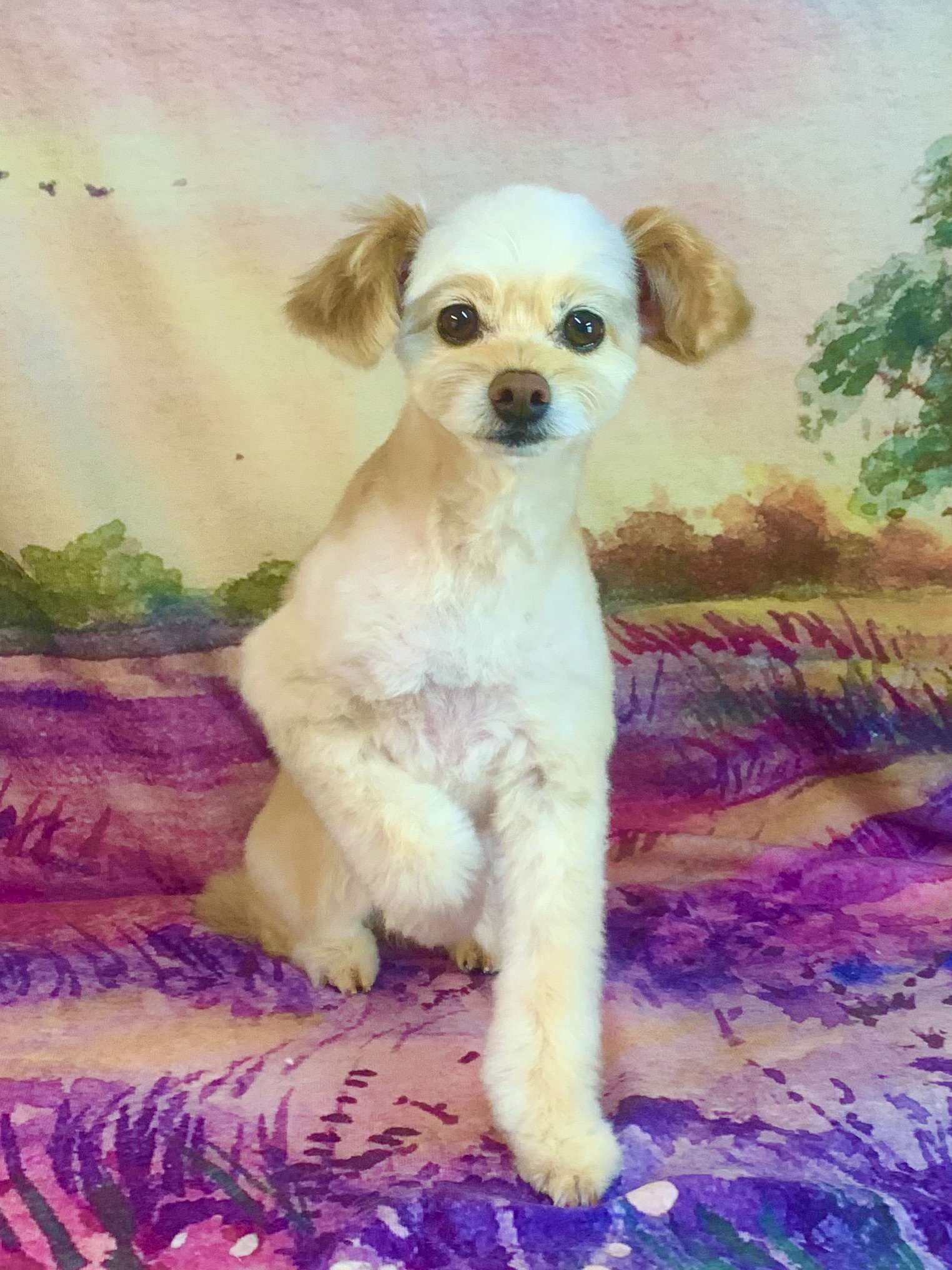 つくば市でトリミングです。いなりくん　(トイプードルＭＩＸ男の子　シャンプー＆カットコースです。)