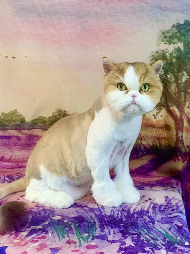 龍ヶ崎市でトリミングです。ピプくん　(スコティッシュフォールド男の子　グルーミング＆カットコースです。)