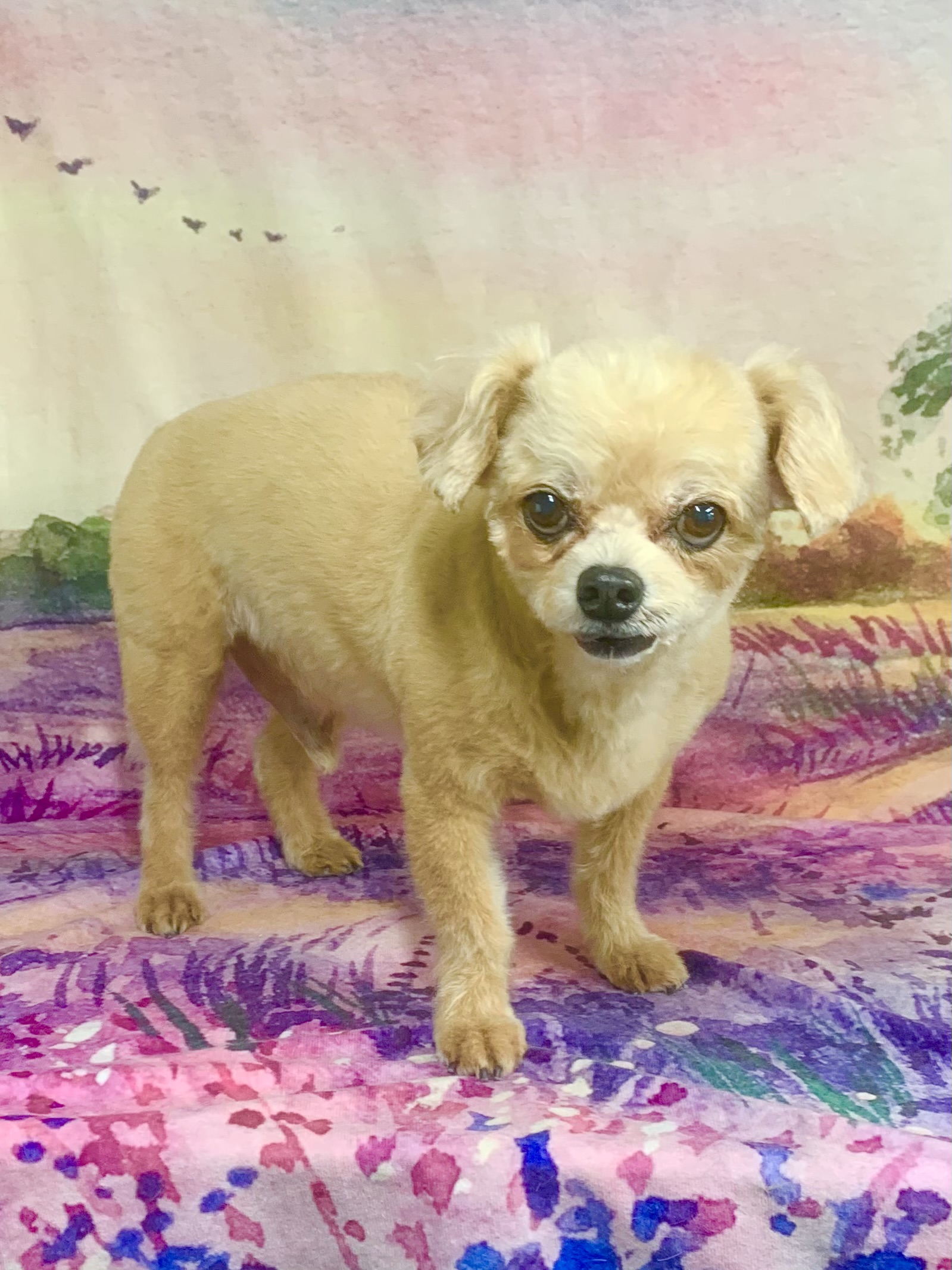 つくばみらい市でトリミングです。ロックくん　(トイプードル×チワワ男の子　シャンプー＆カットコースです。)