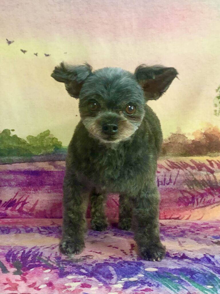 つくば市でトリミングです。ビートくん　(トイプードル×チワワ男の子　シャンプー＆カットコースです。)