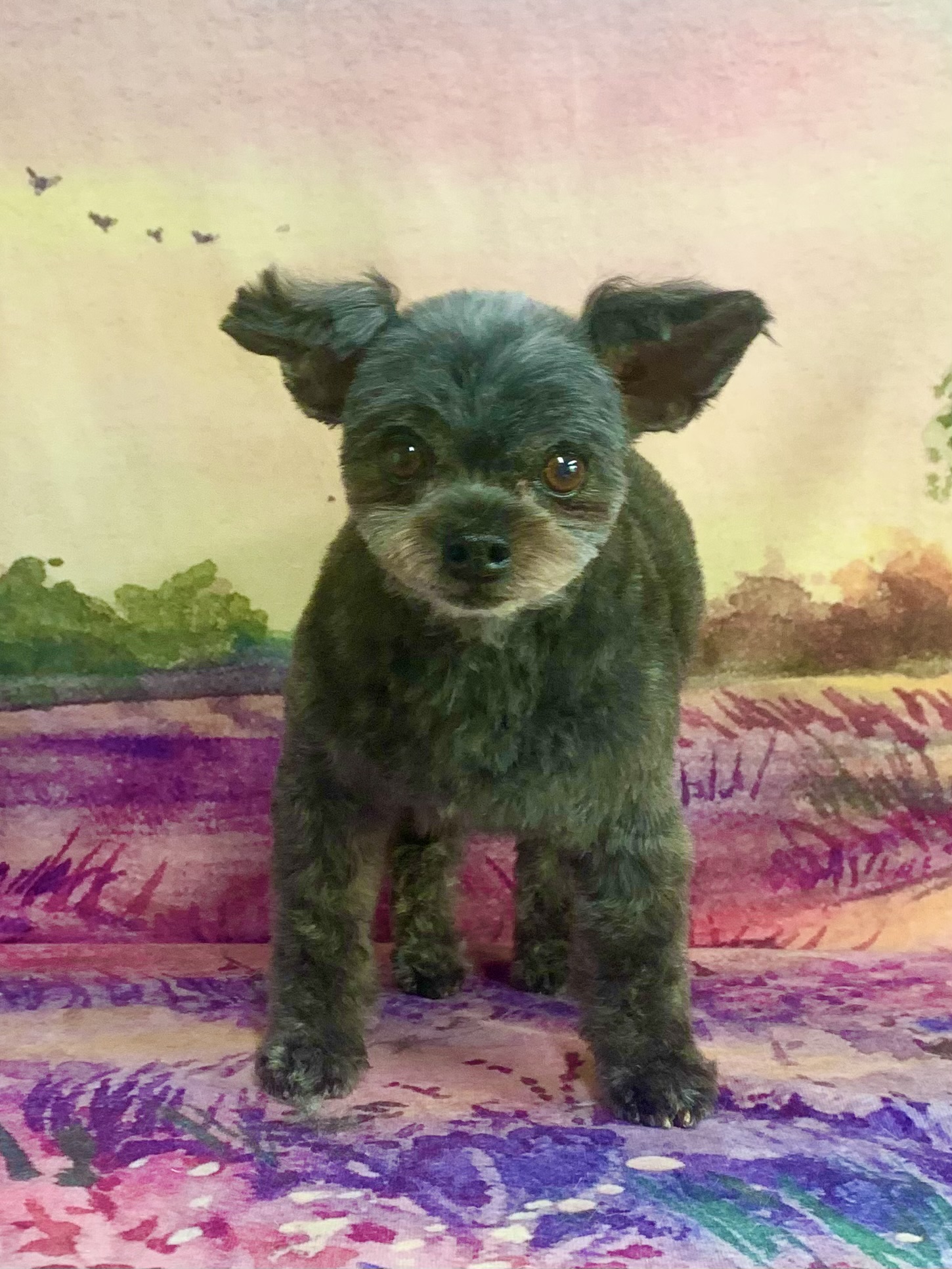 つくば市でトリミングです。ビートくん　(トイプードル×チワワ男の子　シャンプー＆カットコースです。)