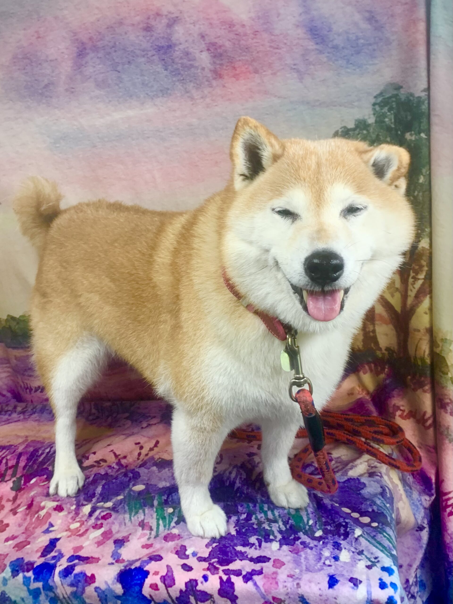 龍ヶ崎市でトリミングです。アイちゃん　(柴犬女の子　シャンプーコース(お手入れ)です。)