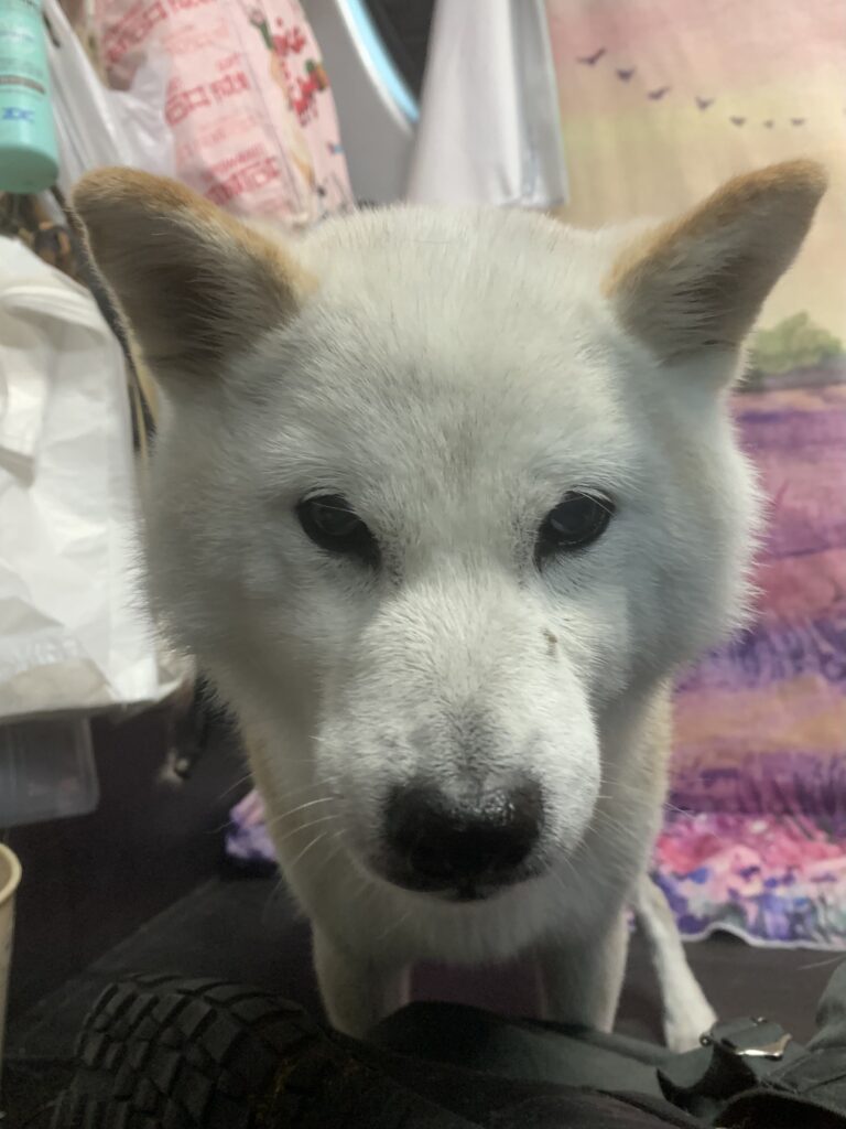 龍ヶ崎市でトリミングです。トモちゃん　(柴犬女の子　シャンプーコース(お手入れ)です。)