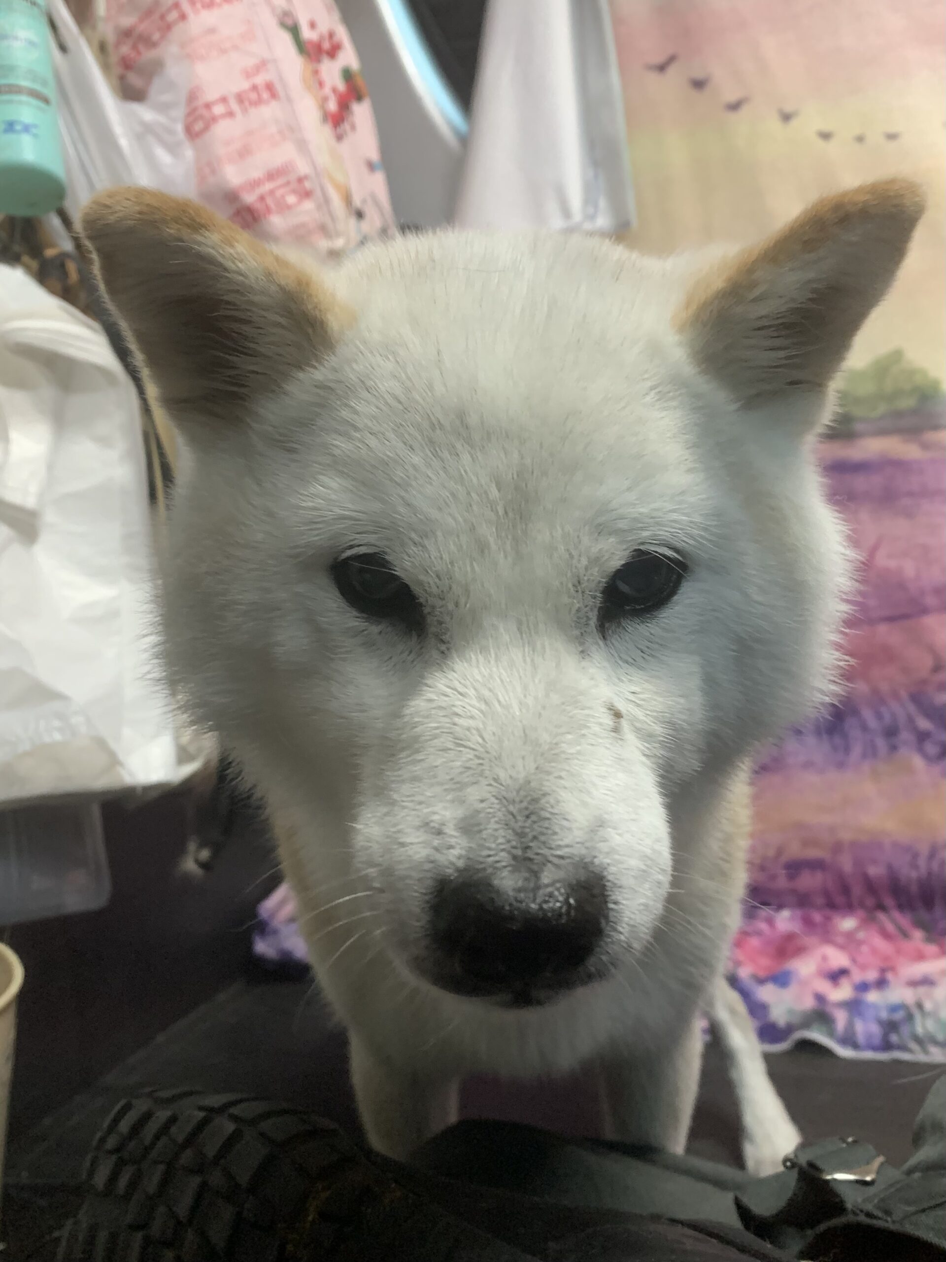 龍ヶ崎市でトリミングです。トモちゃん　(柴犬女の子　シャンプーコース(お手入れ)です。)