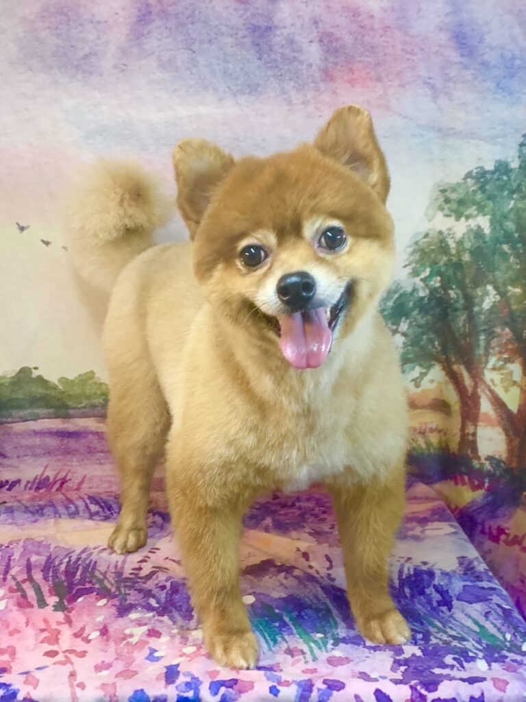 つくばみらい市でトリミングです。ポンくん　(ポメラニアン×トイプードル　男の子シャンプー＆カットコースです。)