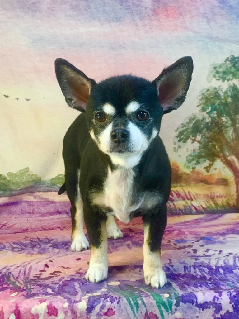 つくば市でトリミングです。ちぃちゃん　(チワワ女の子　シャンプー＆カットコースです。)