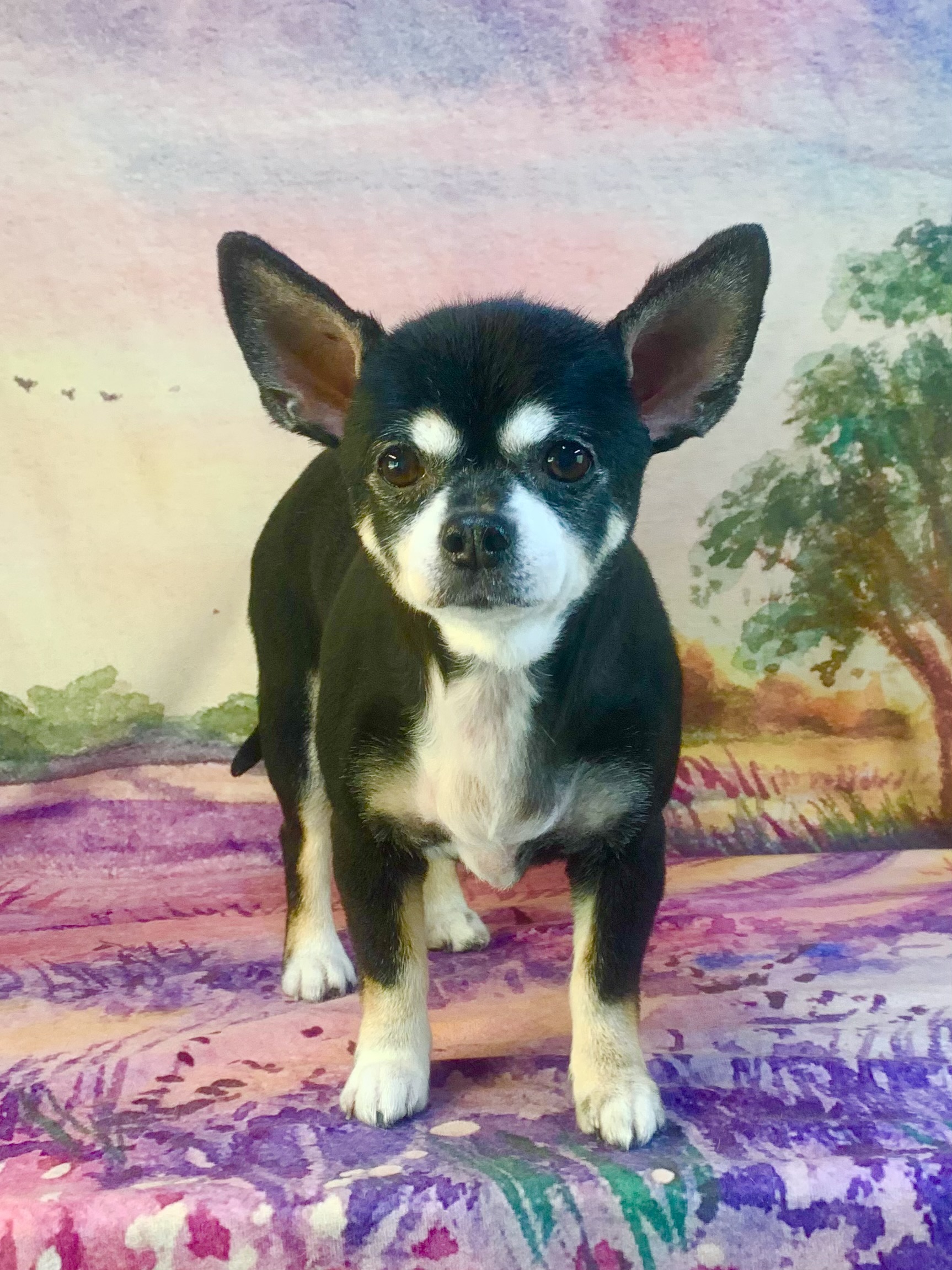 つくば市でトリミングです。ちぃちゃん　(チワワ女の子　シャンプー＆カットコースです。)