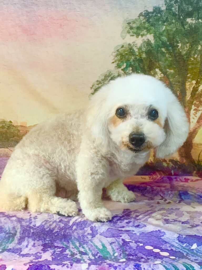 つくばみらい市でトリミングです。ミルクちゃん　(トイプードル女の子　シャンプー＆カットコースです。)