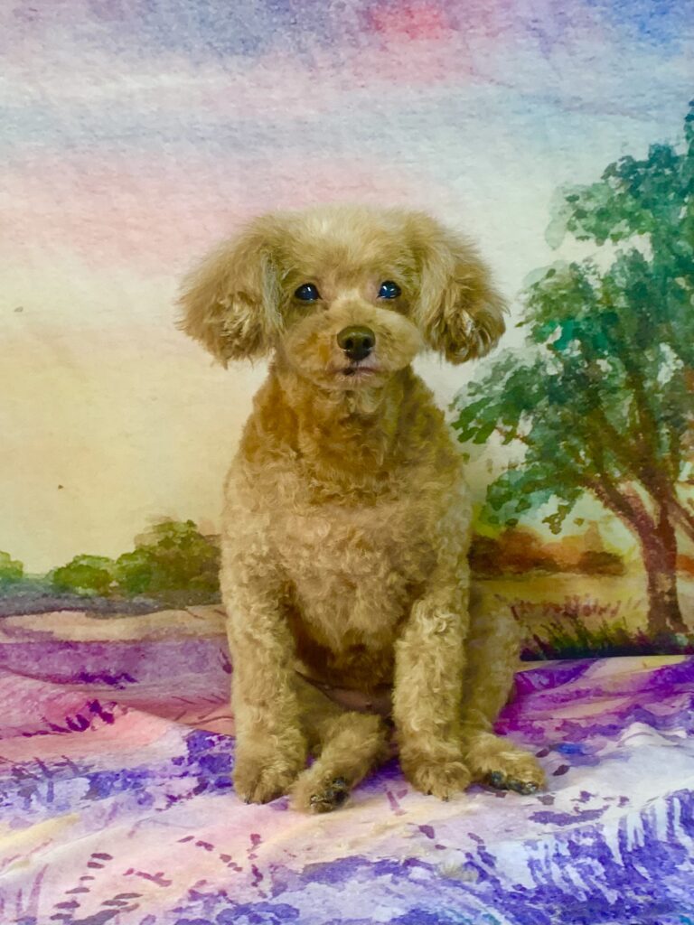 龍ヶ崎市でトリミングです。キティちゃん　(トイプードル女の子　シャンプー＆カットコースです。)