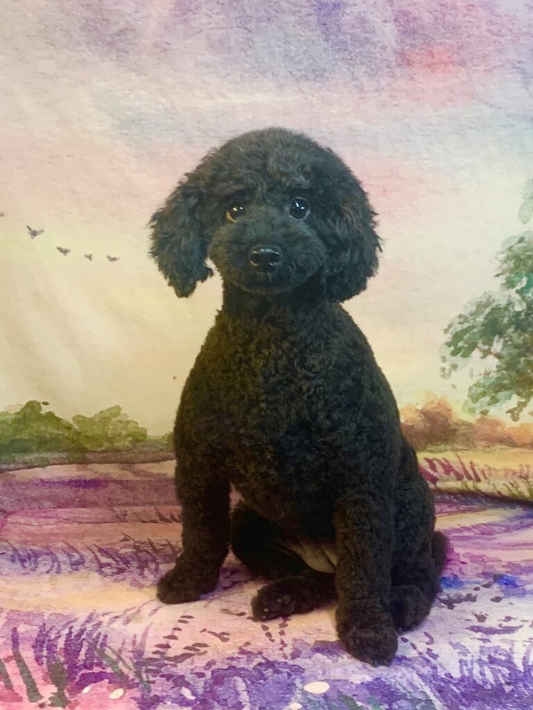 龍ヶ崎市でトリミングです。リンちゃん　(トイプードル女の子　シャンプー＆カットコースです。)