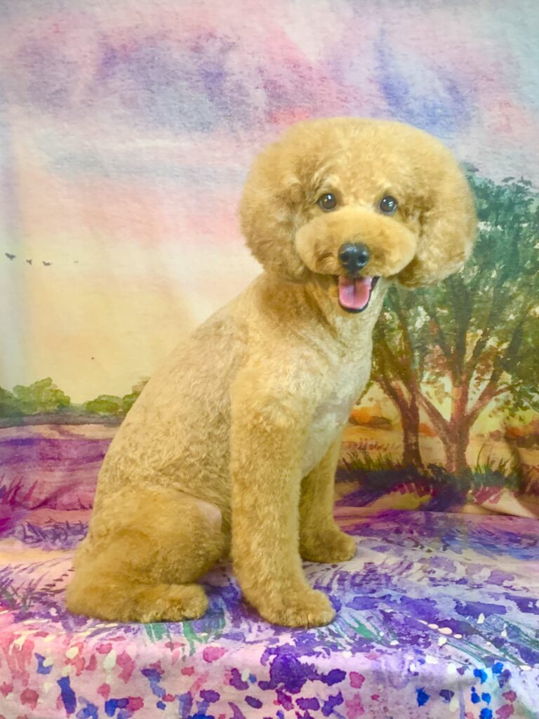 つくばみらい市でトリミングです。マロンくん　(トイプードル男の子　シャンプー＆カットコースです。)