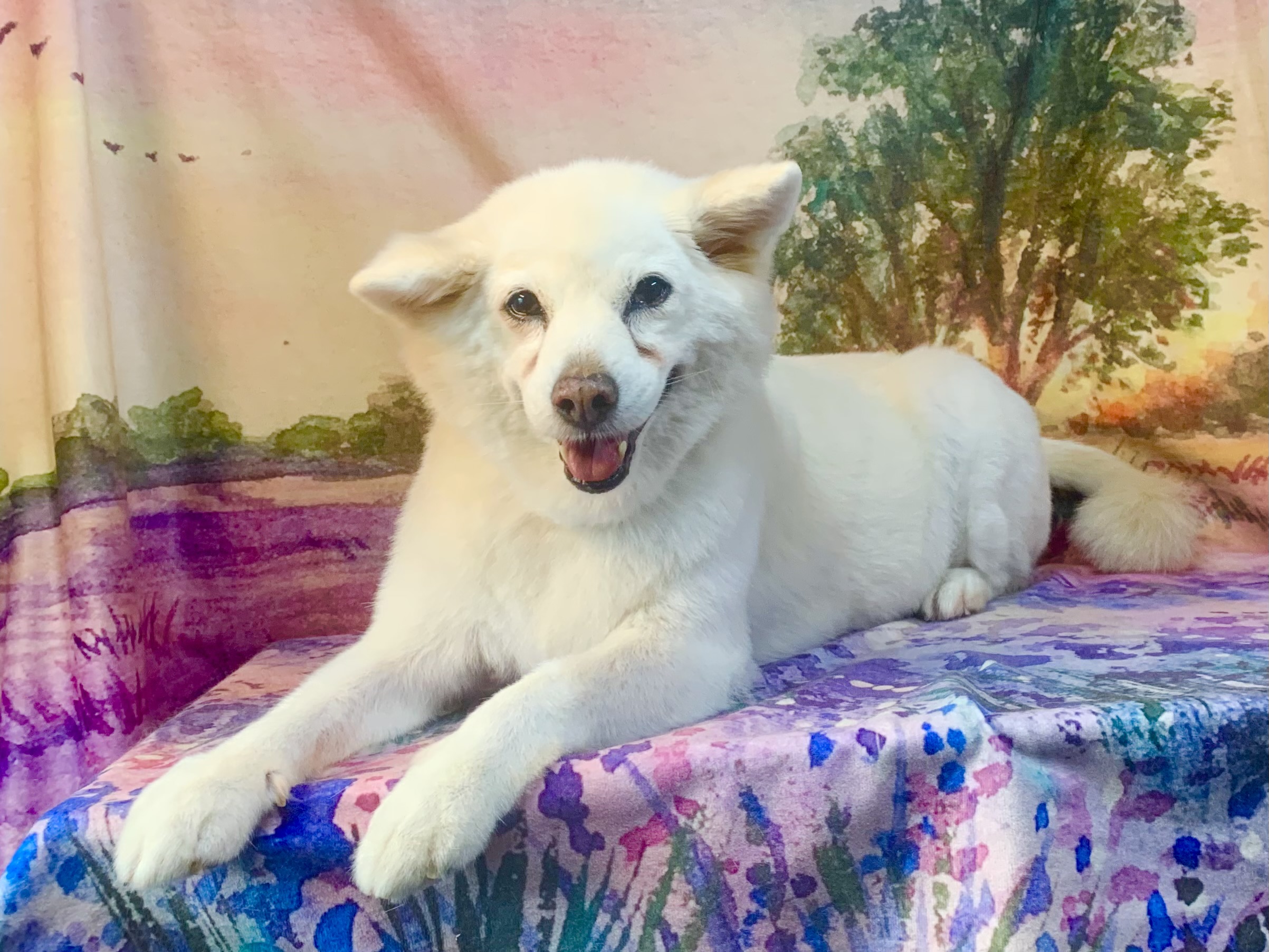 つくば市でトリミングです。シロちゃん　(中型中毛ＭＩＸ犬女の子　シャンプー＆カットコースです。)