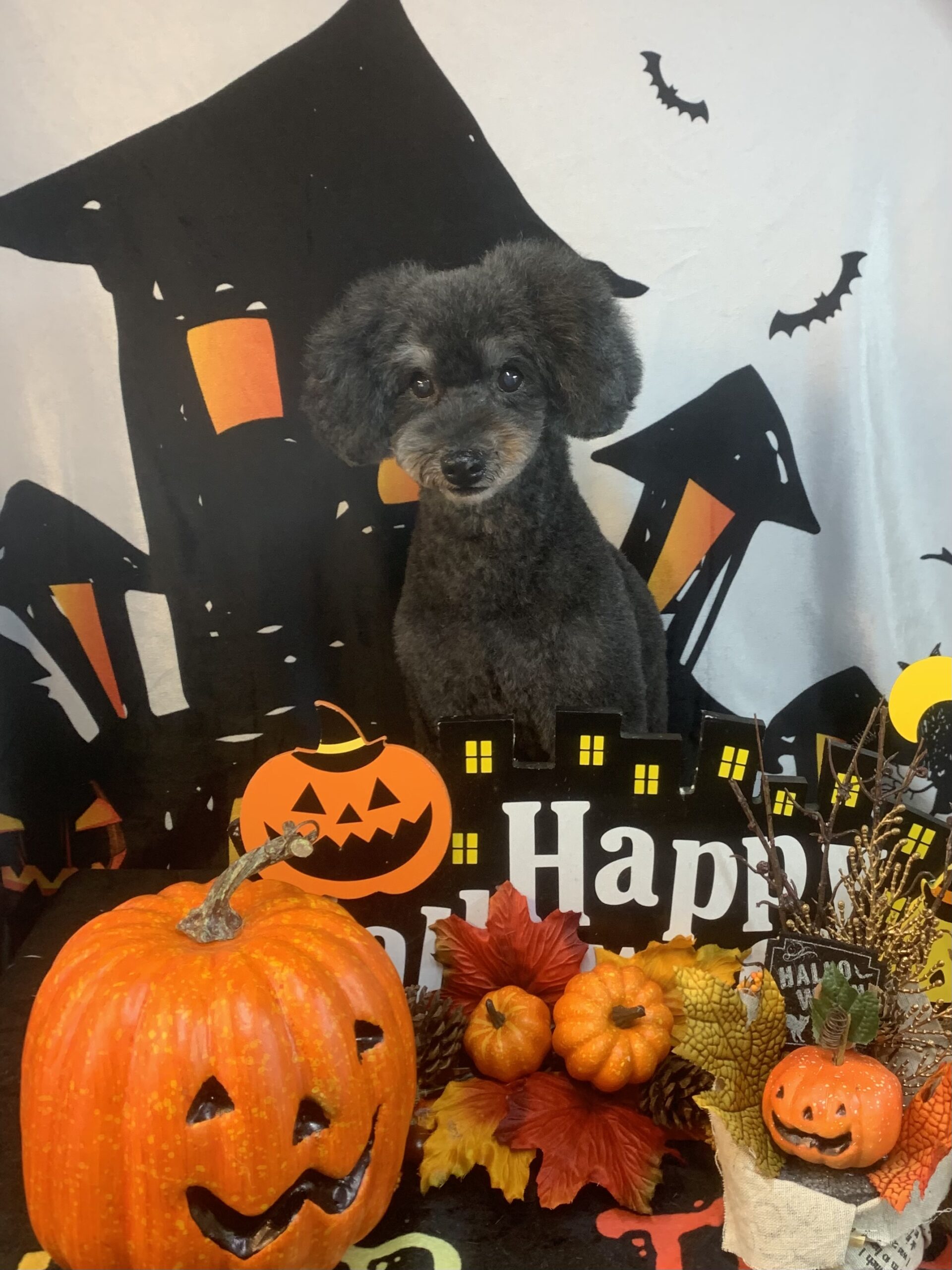 つくば市でトリミングです。ハッピーくん　(トイプードル男の子　シャンプー＆カットコースです。)