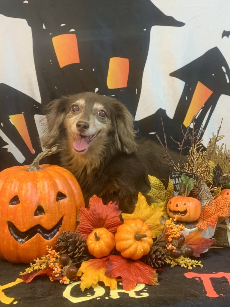 つくばみらい市でトリミングです。モモちゃん　(ミニチュアダックスフンド女の子　シャンプーコースです。)