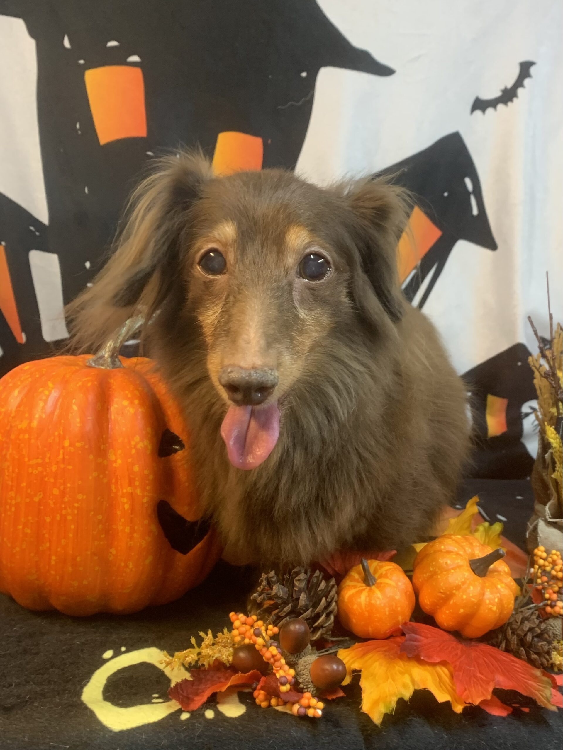 龍ヶ崎市でトリミングです。ポニョちゃん　(ミニチュアダックスフンド女の子　シャンプーコースです。)