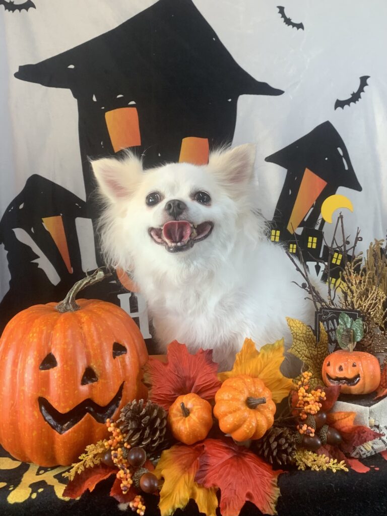 つくば市でトリミングです。ミルキーちゃん　(チワワ女の子　シャンプー＆部分カットコースです。)