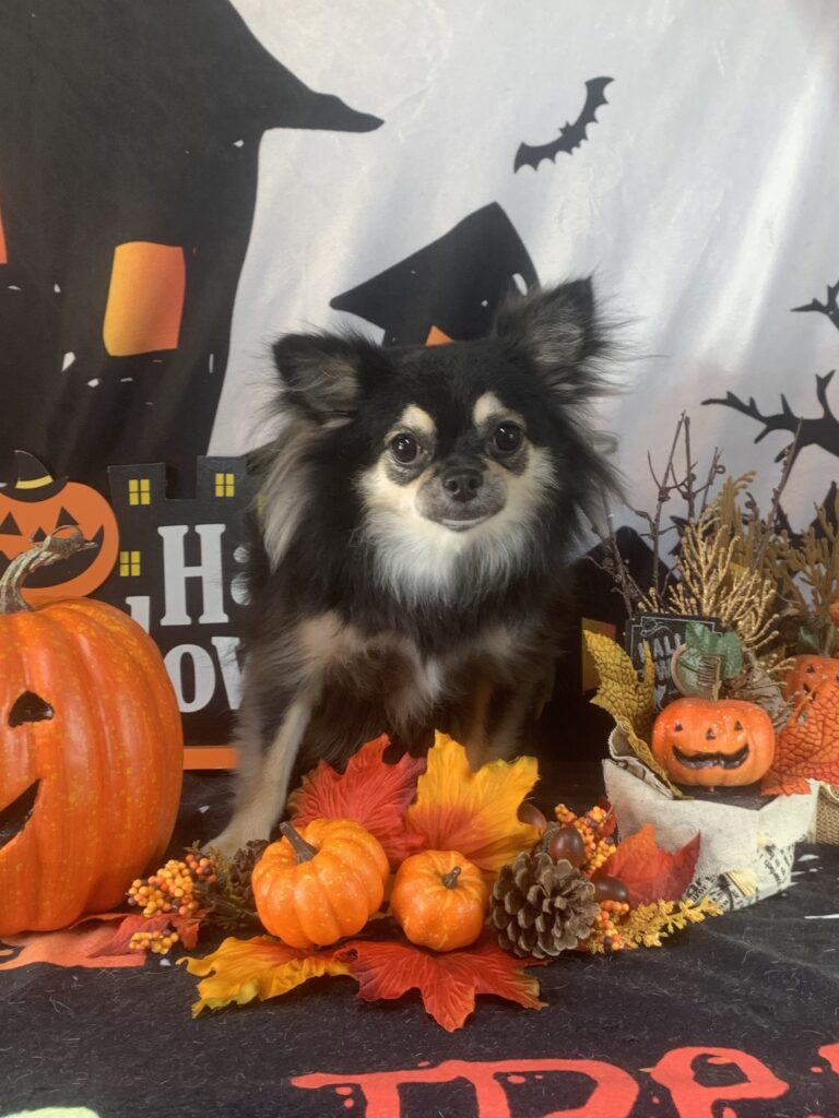 つくばみらい市でトリミングです。クレアちゃん　(チワワ女の子　シャンプー＆部分カットコースです。)