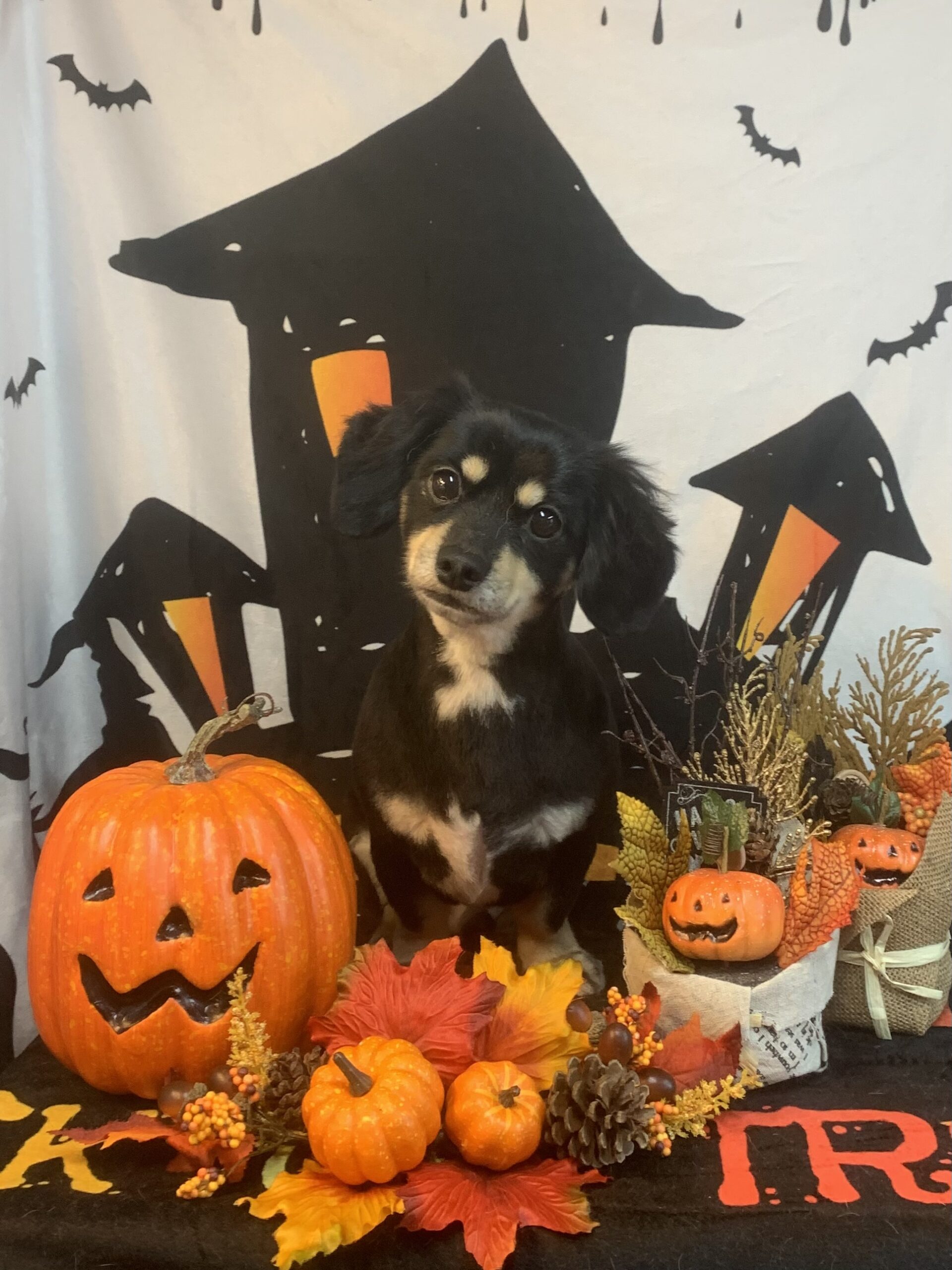 柏市でトリミングです。くまくん　(ミニチュアダックスフンド×チワワ男の子　シャンプー＆カットコースです。)　