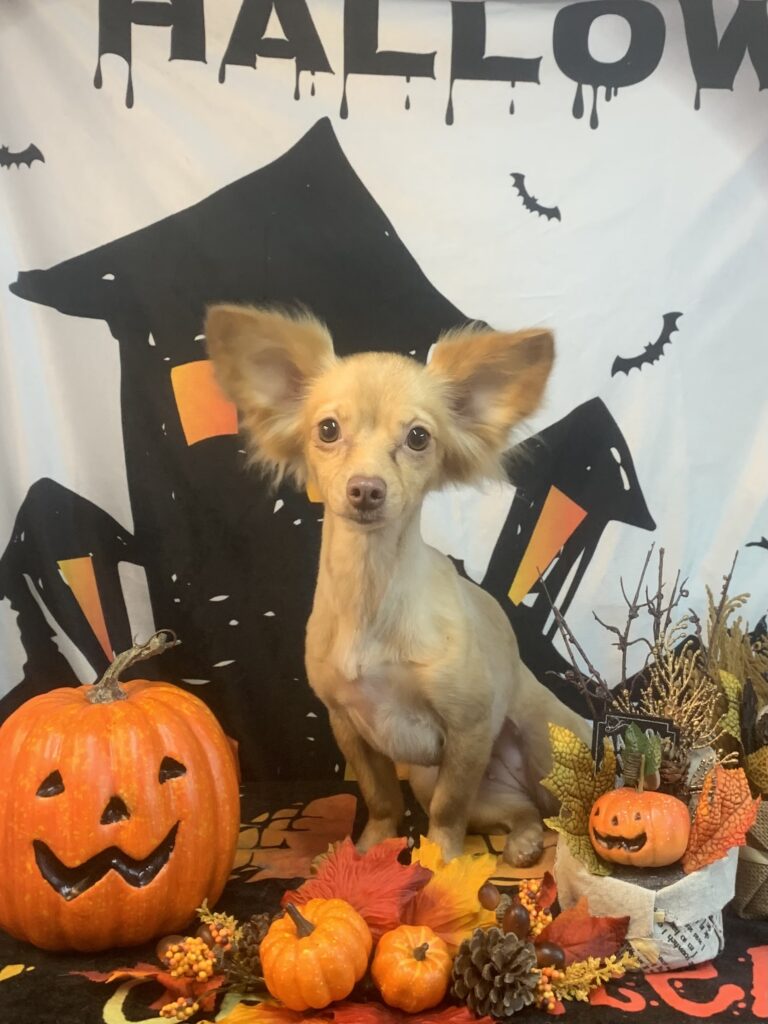 柏市でトリミングです。もねちゃん　(ミニチュアダックスフンド×チワワ女の子　シャンプー＆カットコースです。)　