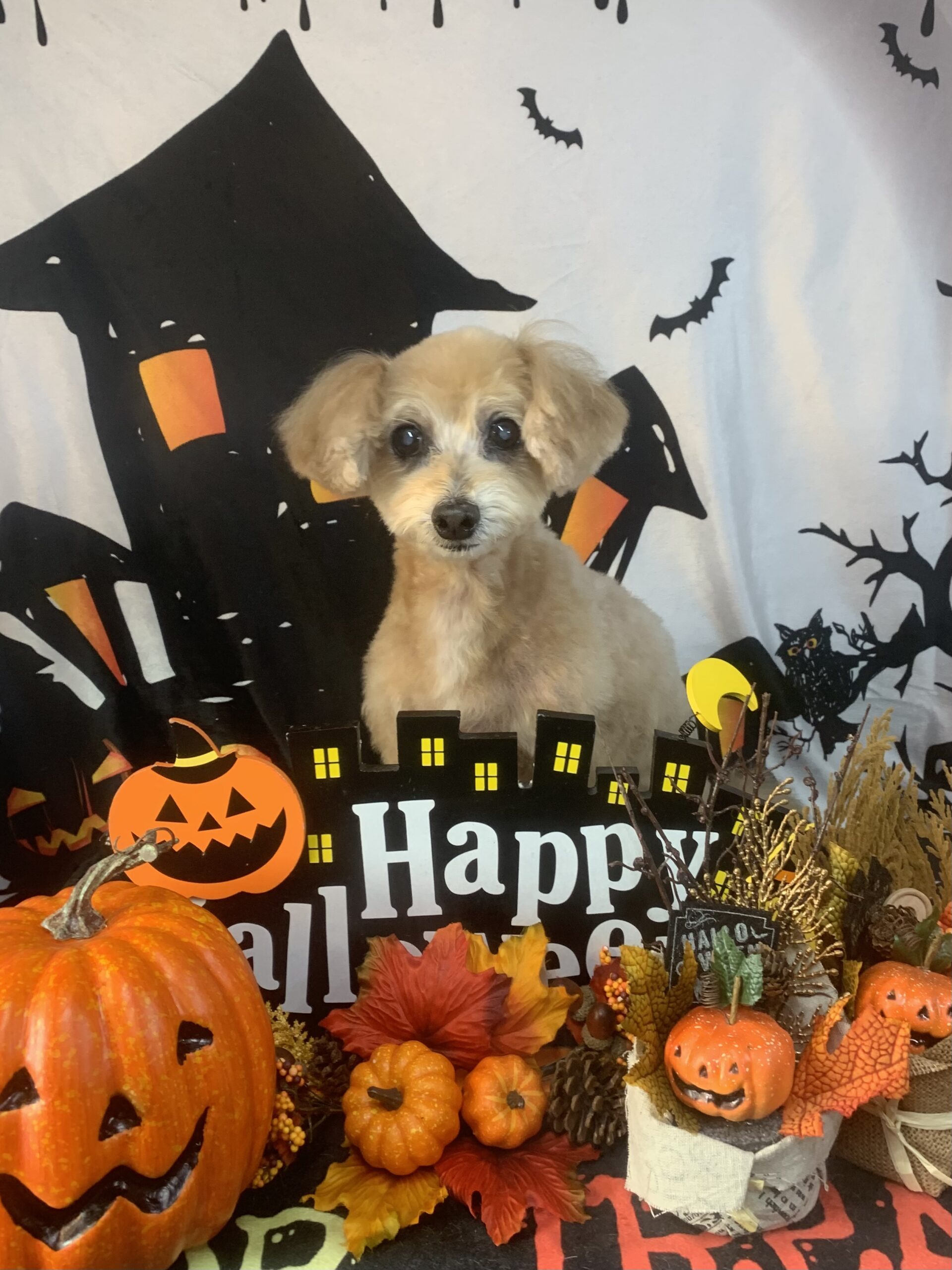 つくば市でトリミングです。ぱるくん　(トイプードル男の子　シャンプー＆カットコースです。)