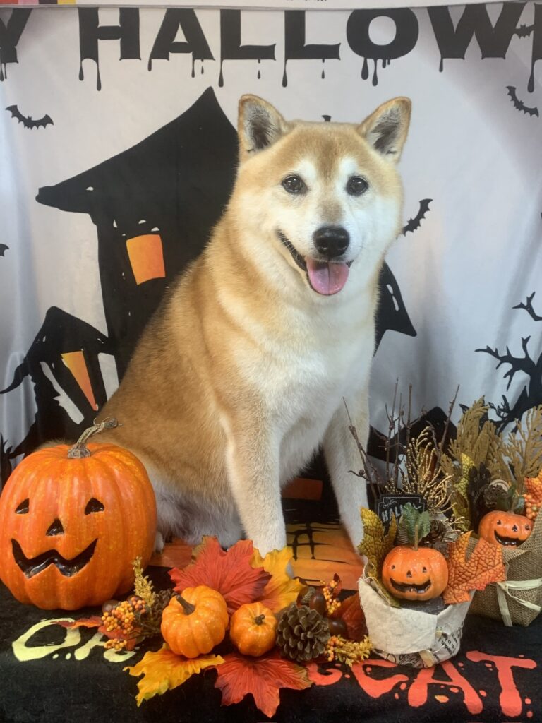 龍ヶ崎市でトリミングです。福くん　(柴犬男の子　シャンプーコース(お手入れ)です。)