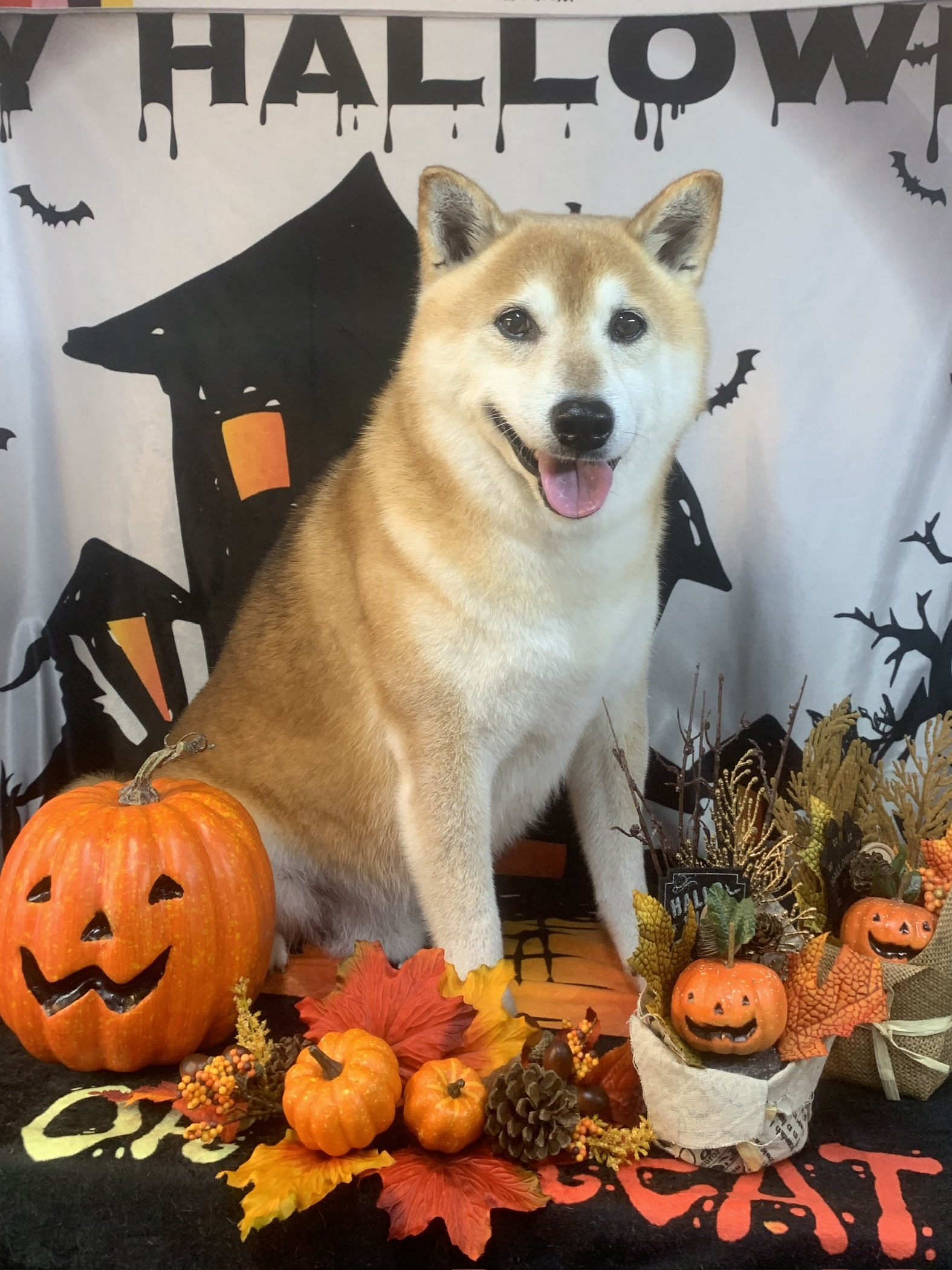 龍ヶ崎市でトリミングです。福くん　(柴犬男の子　シャンプーコース(お手入れ)です。)