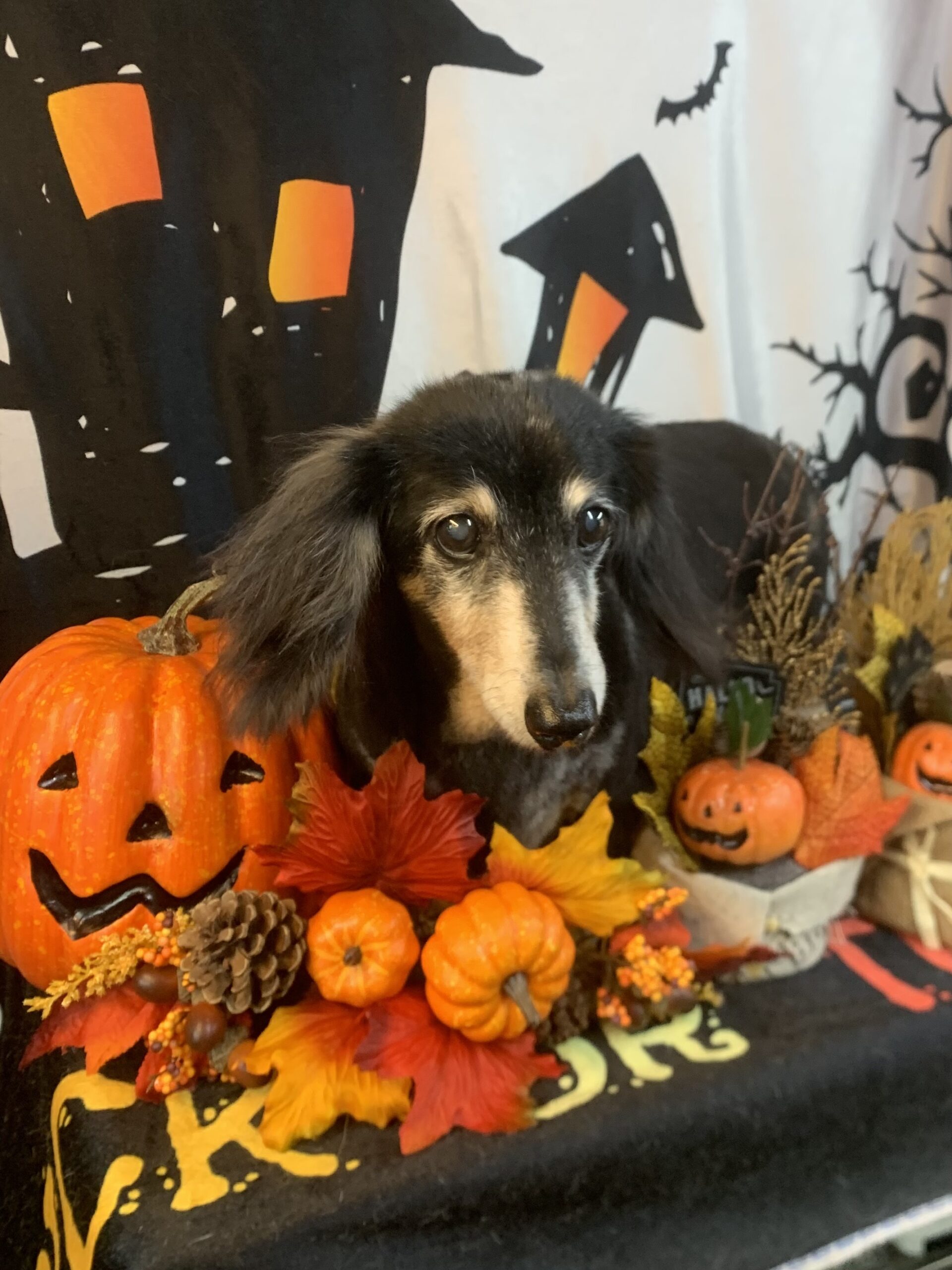 成田市でトリミングです。キュウちゃん　(ミニチュアダックスフンド女の子　シャンプー＆カットコースです。)