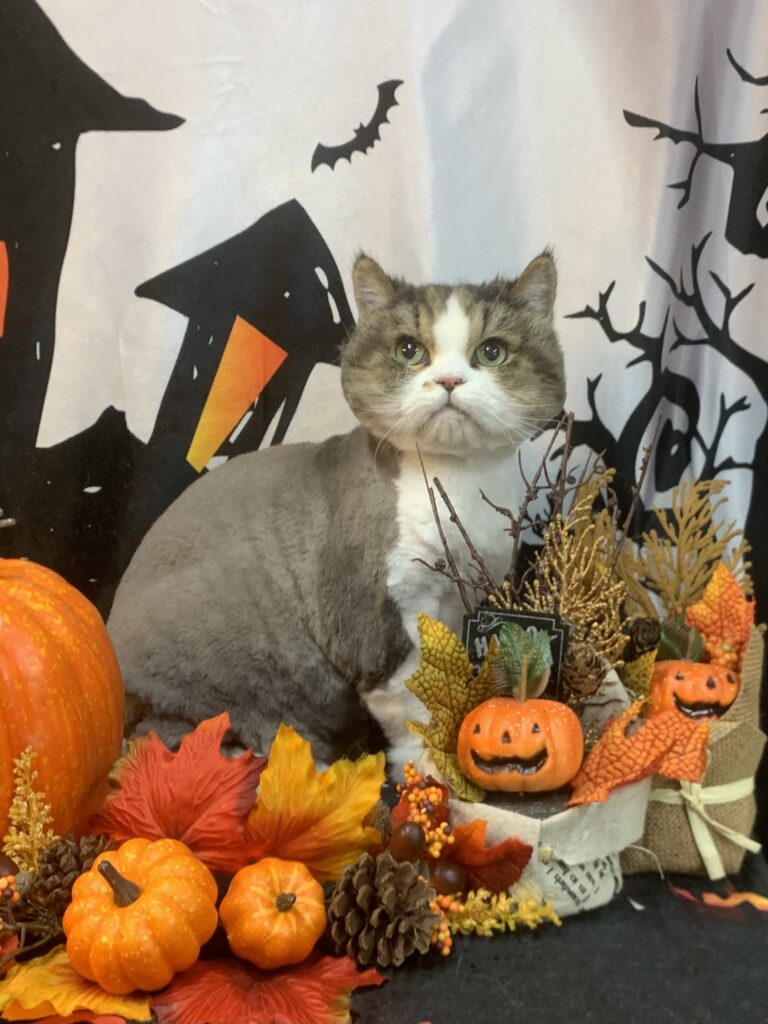 稲敷市でトリミングです。ぎんじくん　(スコティッシュフォールド男の子　グルーミング＆カットコースです。)