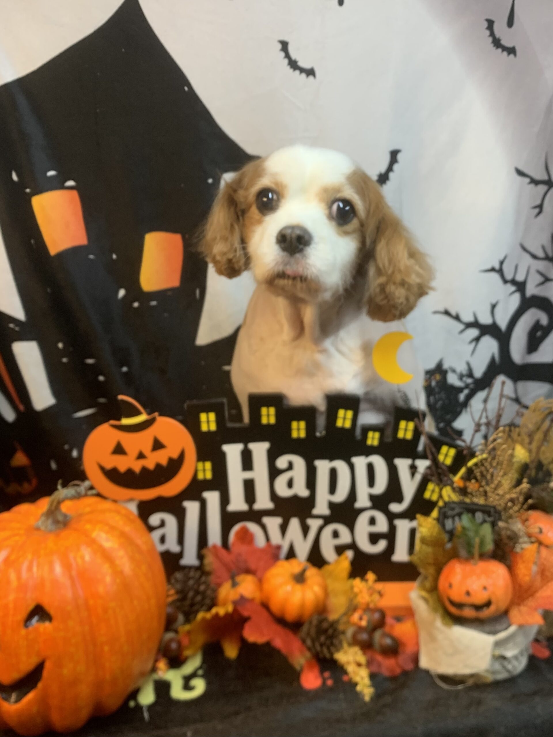 八千代市でトリミングです。クリスくん　(キャバリアキングチャールズスパニエル男の子　シャンプー＆カットコースです。)