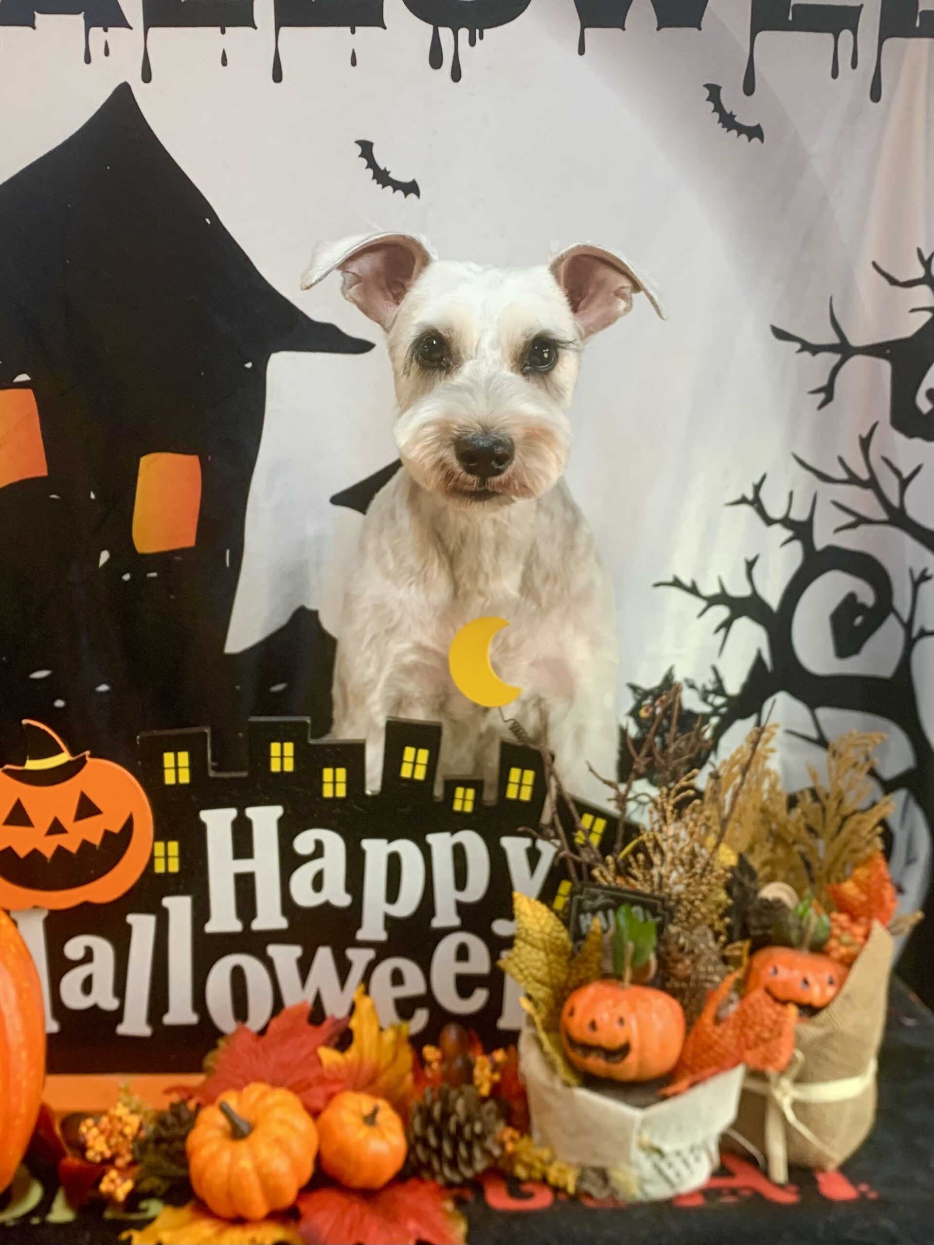 つくばみらい市でトリミングです。ハナちゃん　(ミニチュアシュナウザー女の子　シャンプー＆カットコースです。)