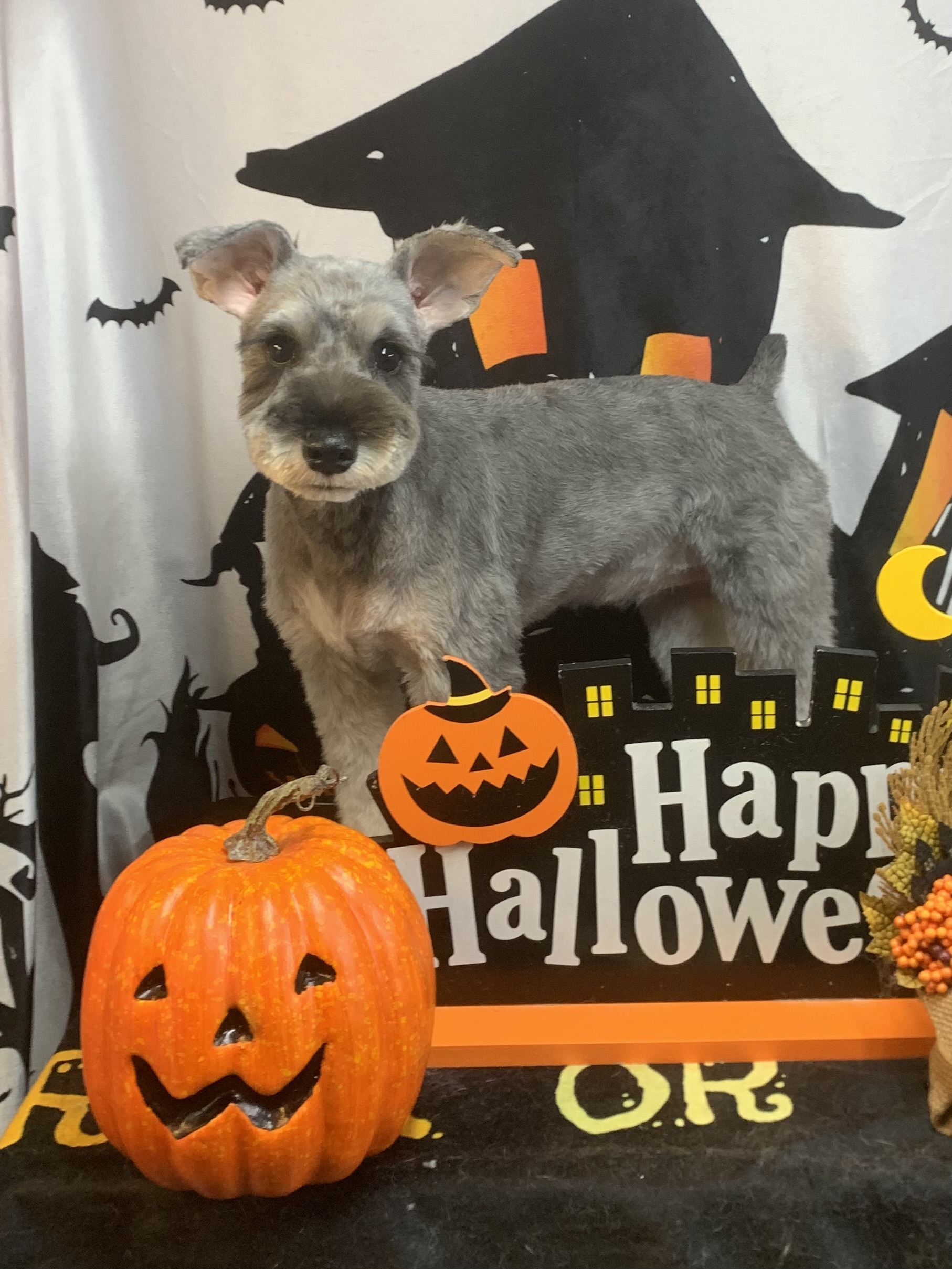 つくばみらい市でトリミングです。ヒマちゃん　(ミニチュアシュナウザー女の子　シャンプー＆カットコースです。)