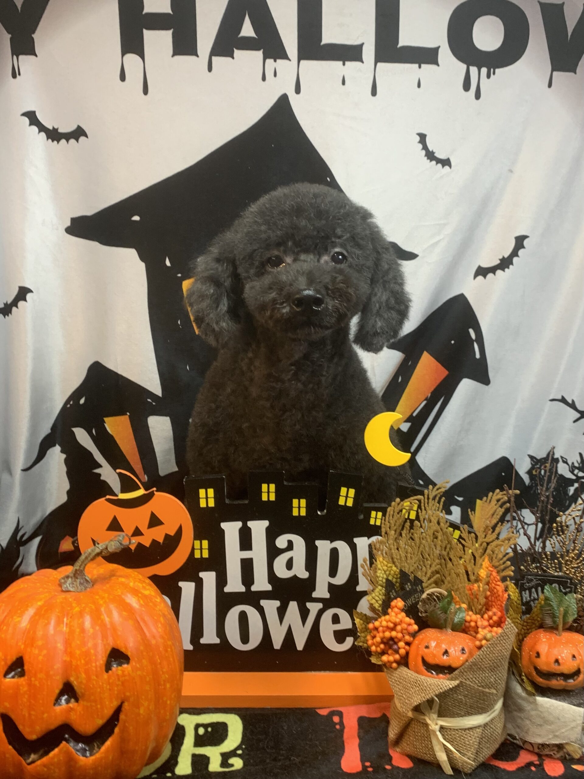 つくばみらい市でトリミングです。クロくん　(トイプードル男の子　シャンプー＆カットコースです。)