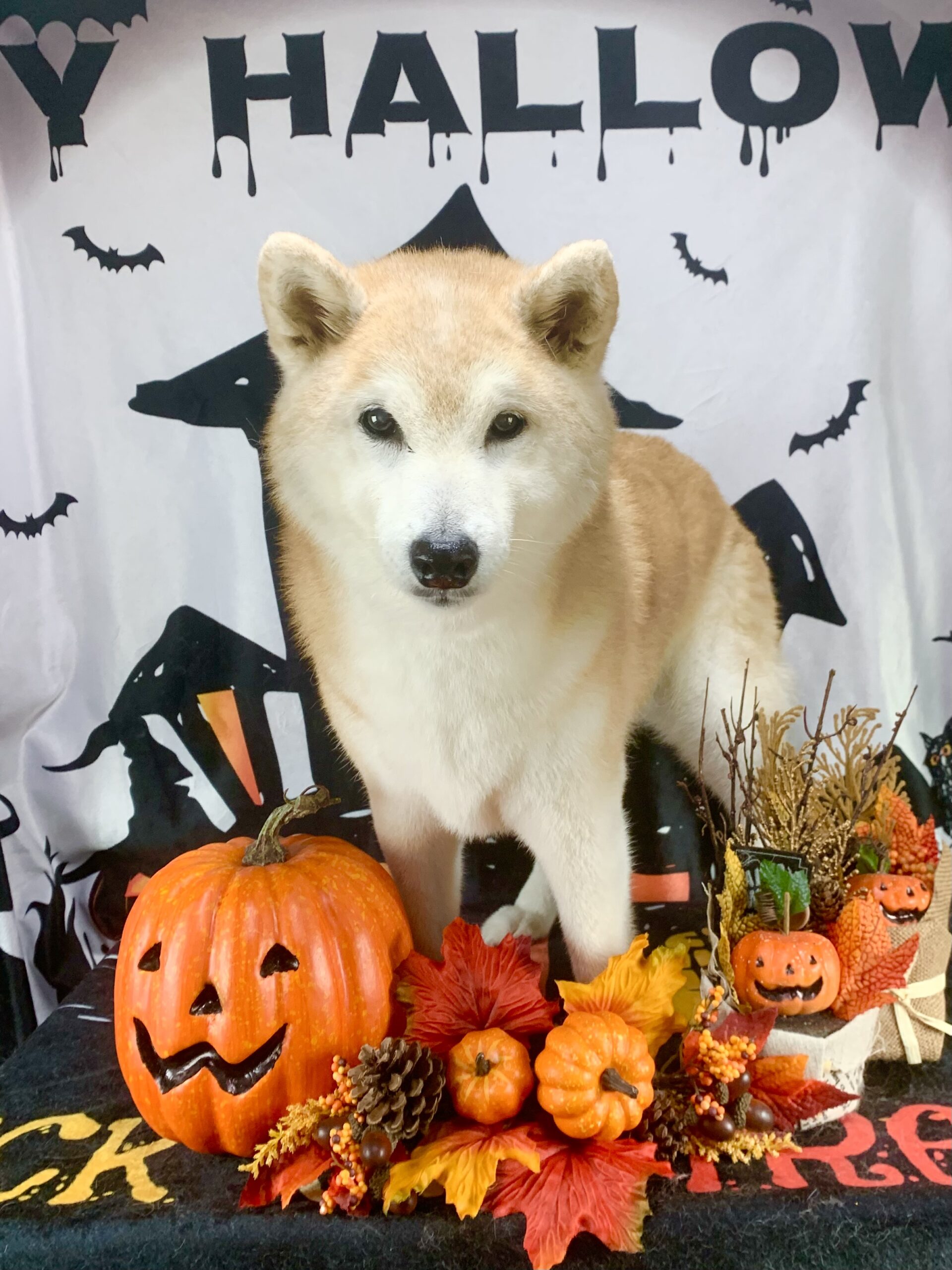 つくば市でトリミングです。シバちゃん　(柴犬女の子　シャンプーコース(お手入れ)です。)