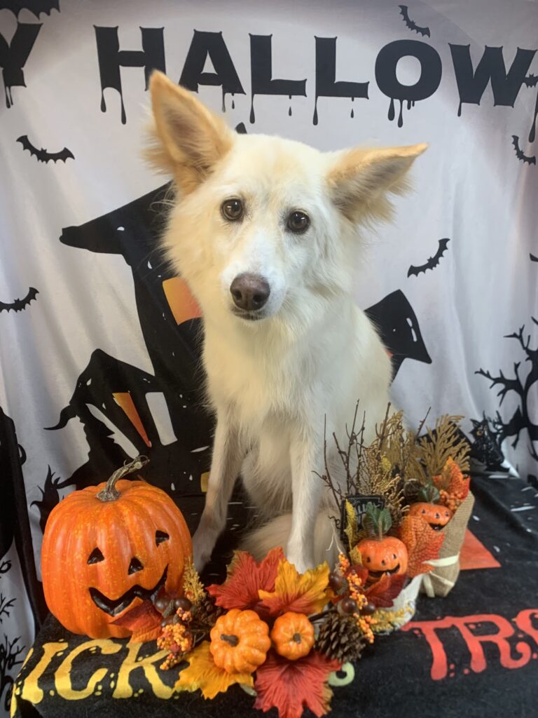 つくば市でトリミングです。リンちゃん　(中型中毛ＭＩＸ犬女の子　シャンプーコースです。)