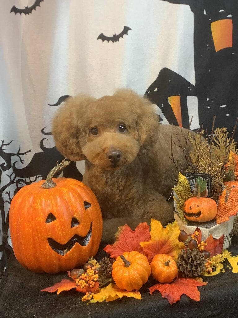 龍ヶ崎市でトリミングです。プーちゃん　(トイプードル女の子　シャンプー＆カットコースです。)