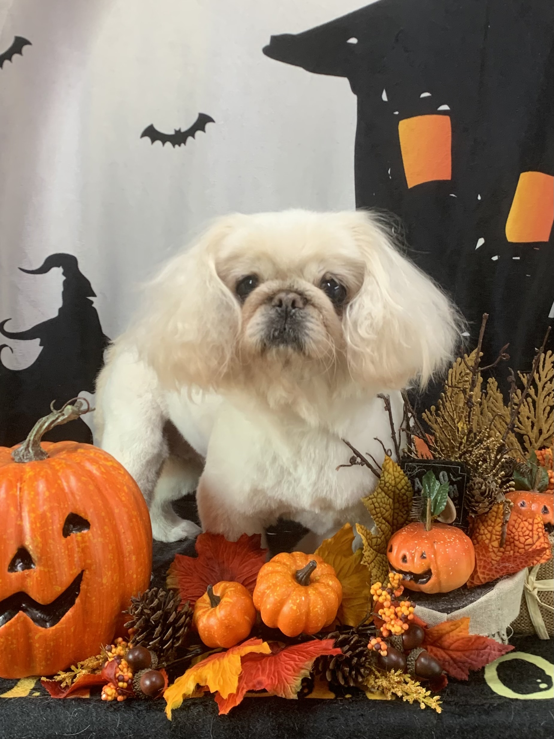 つくばみらい市でトリミングです。てんちゃん　(ペキニーズ女の子　シャンプー＆カットコースです。)