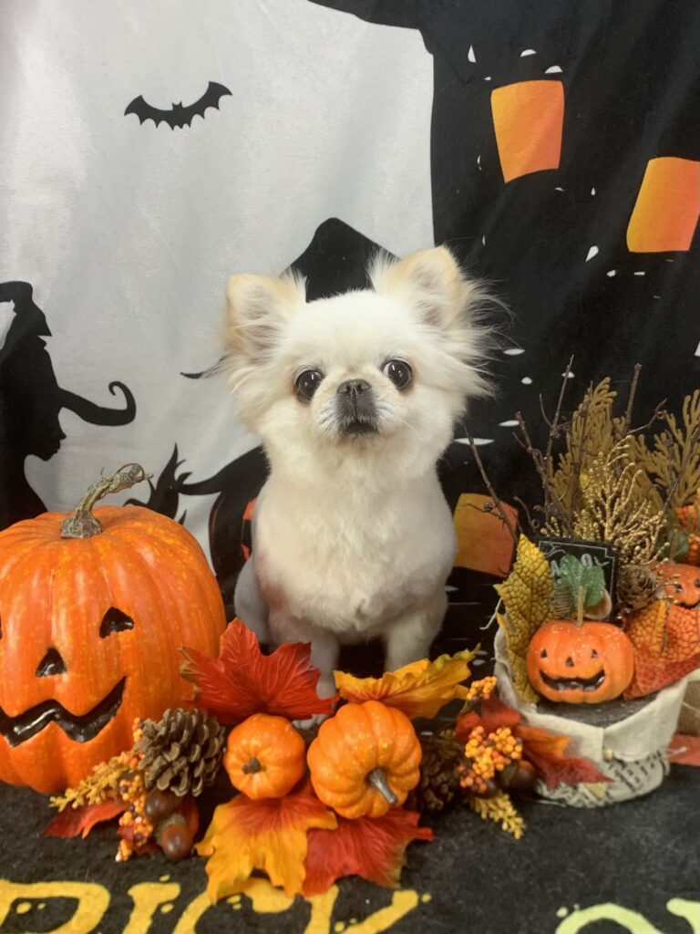 つくばみらい市でトリミングです。ふうちゃん　(チワワ×ペキニーズ女の子　シャンプー＆カットコースです。)