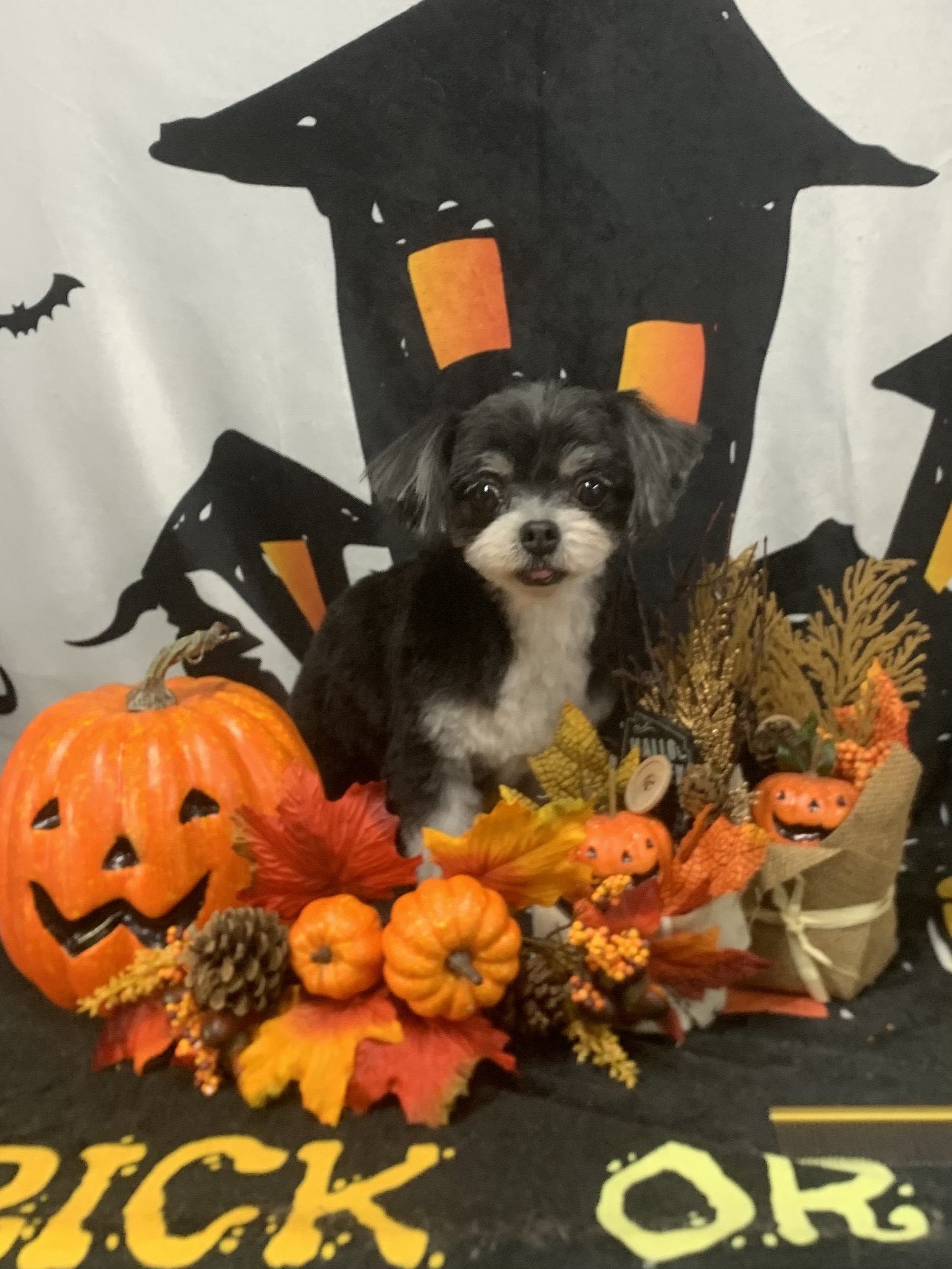 つくばみらい市でトリミングです。らいくん　(チワワ×マルチーズ男の子　シャンプー＆カットコースです。)