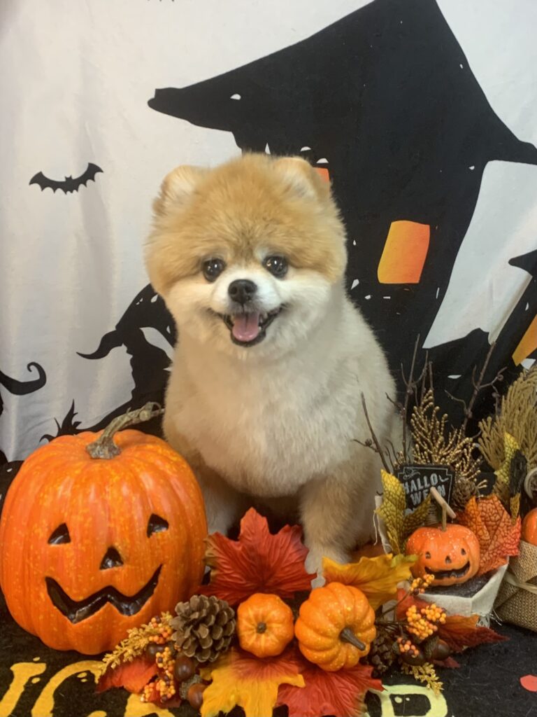 柏市でトリミングです。Ｌａｌａちゃん　(ポメラニアン女の子　シャンプー＆カットコースです。)