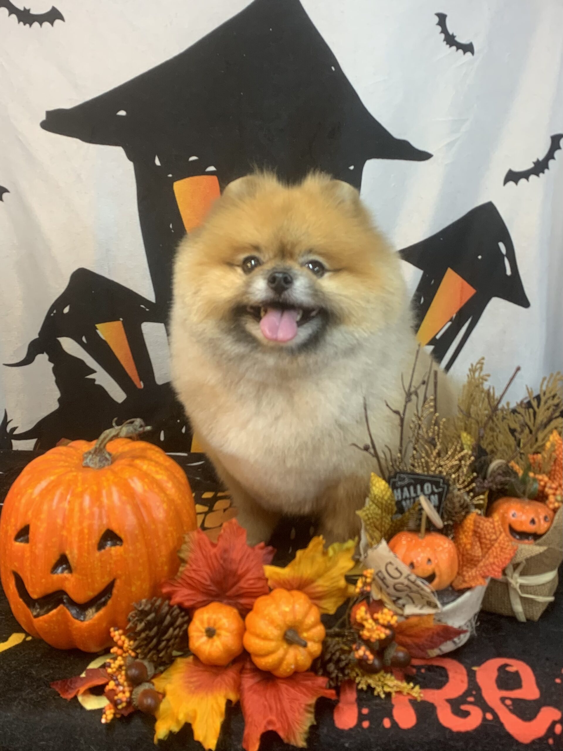 野田市でトリミングです。ラテくん　(ポメラニアン男の子　シャンプー＆カットコースです。)