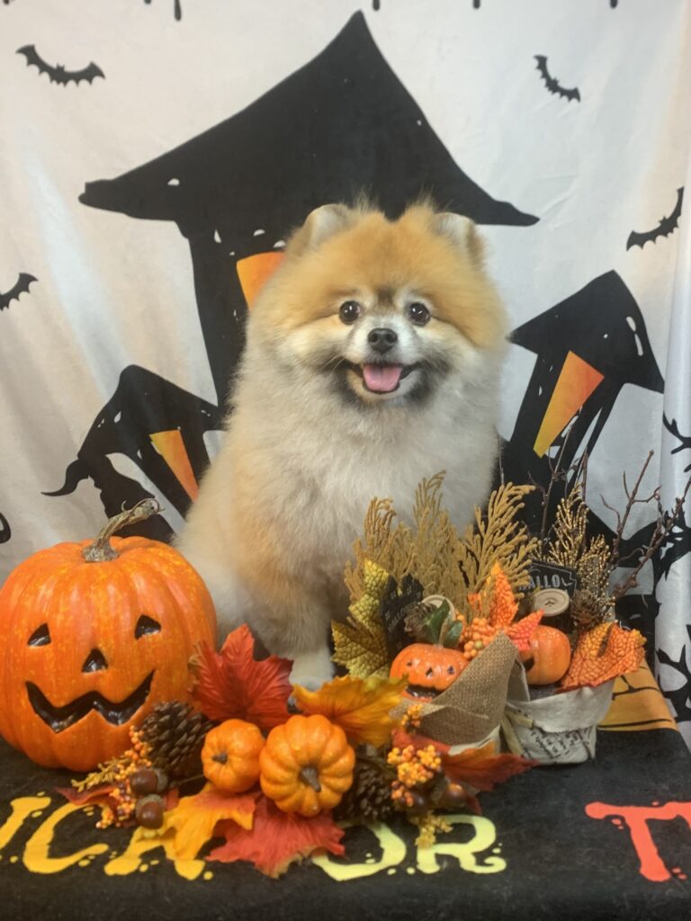 野田市でトリミングです。ガーナちゃん　(ポメラニアン女の子　シャンプー＆カットコースです。)