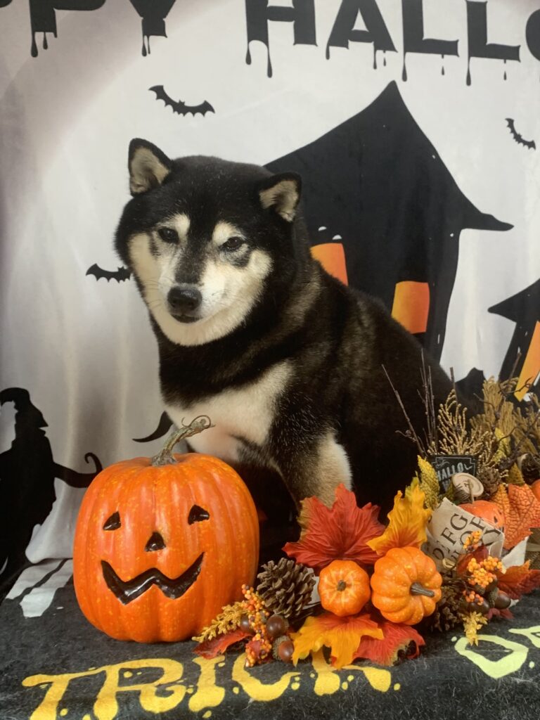 牛久市でトリミングです。ココロちゃん　(柴犬女の子　シャンプーコース(お手入れ)です。)