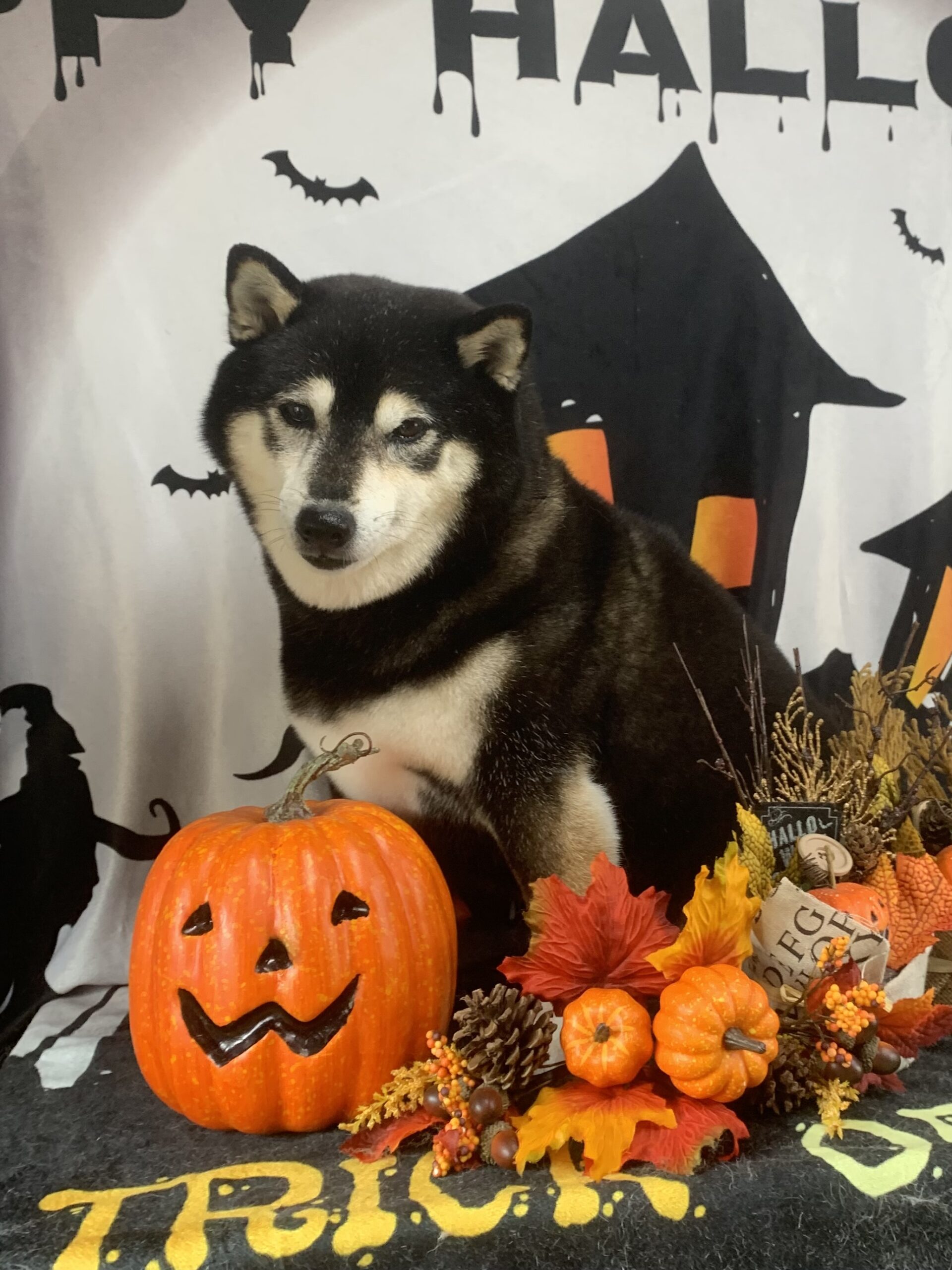 牛久市でトリミングです。ココロちゃん　(柴犬女の子　シャンプーコース(お手入れ)です。)