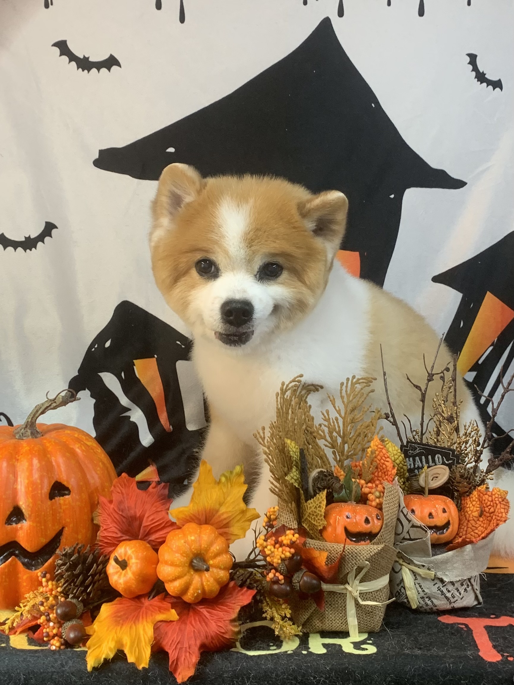 龍ヶ崎市でトリミングです。ルックくん　(ポメラニアン男の子　シャンプー＆カットコースです。)