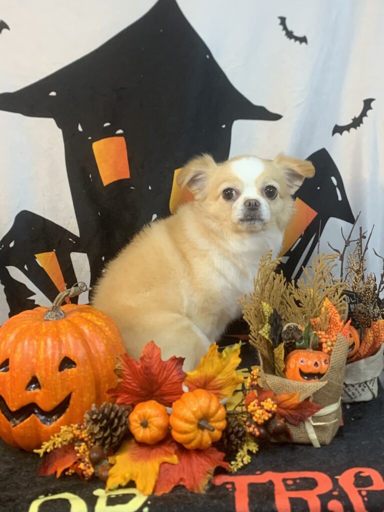 つくばみらい市でトリミングです。れちかちゃん　(チワワＭＩＸ女の子　シャンプー＆カットコースです。)